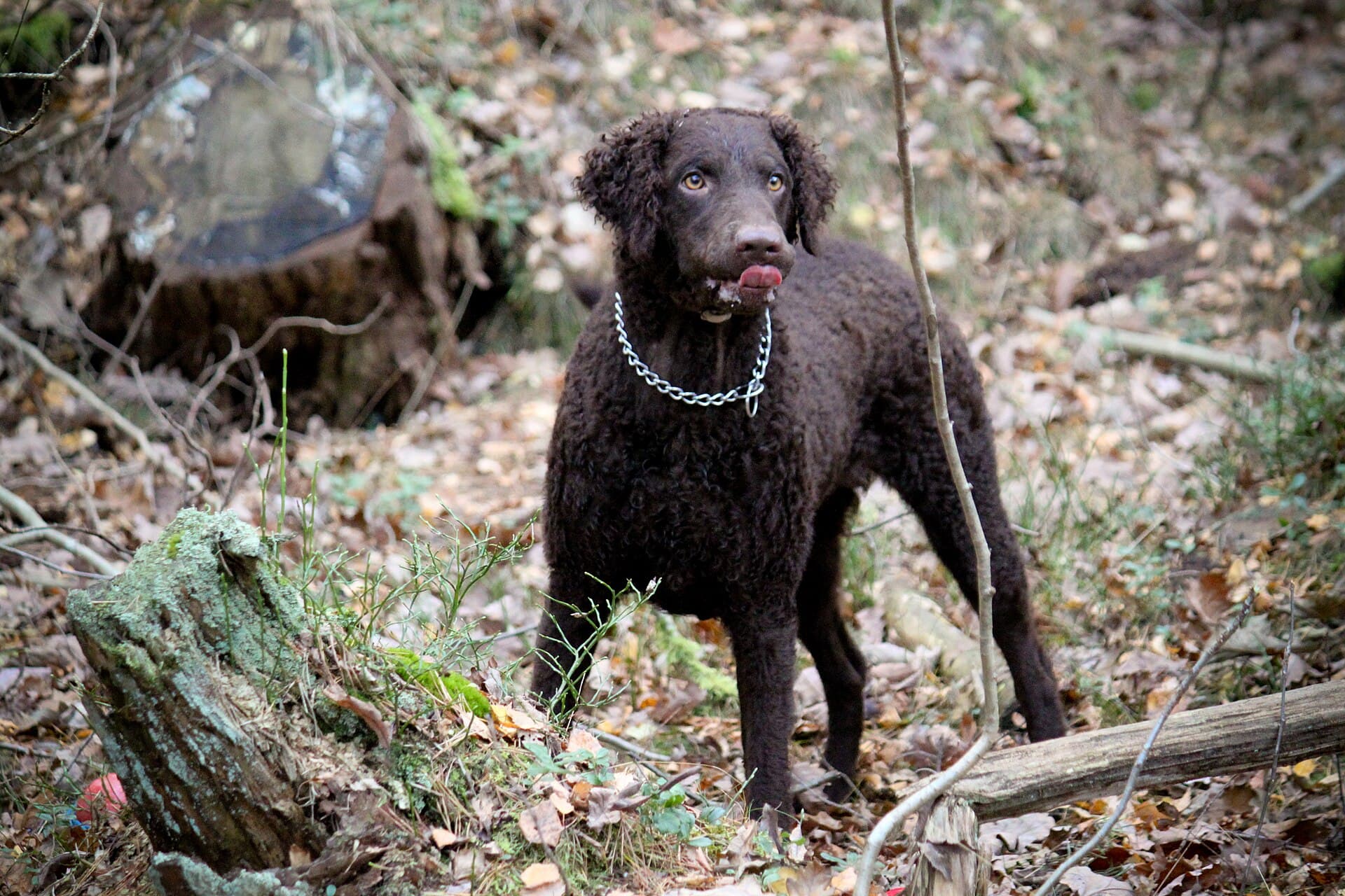 Curly Coated Retriever steht aufmerksam im herbstlichen Wald zwischen Laub.