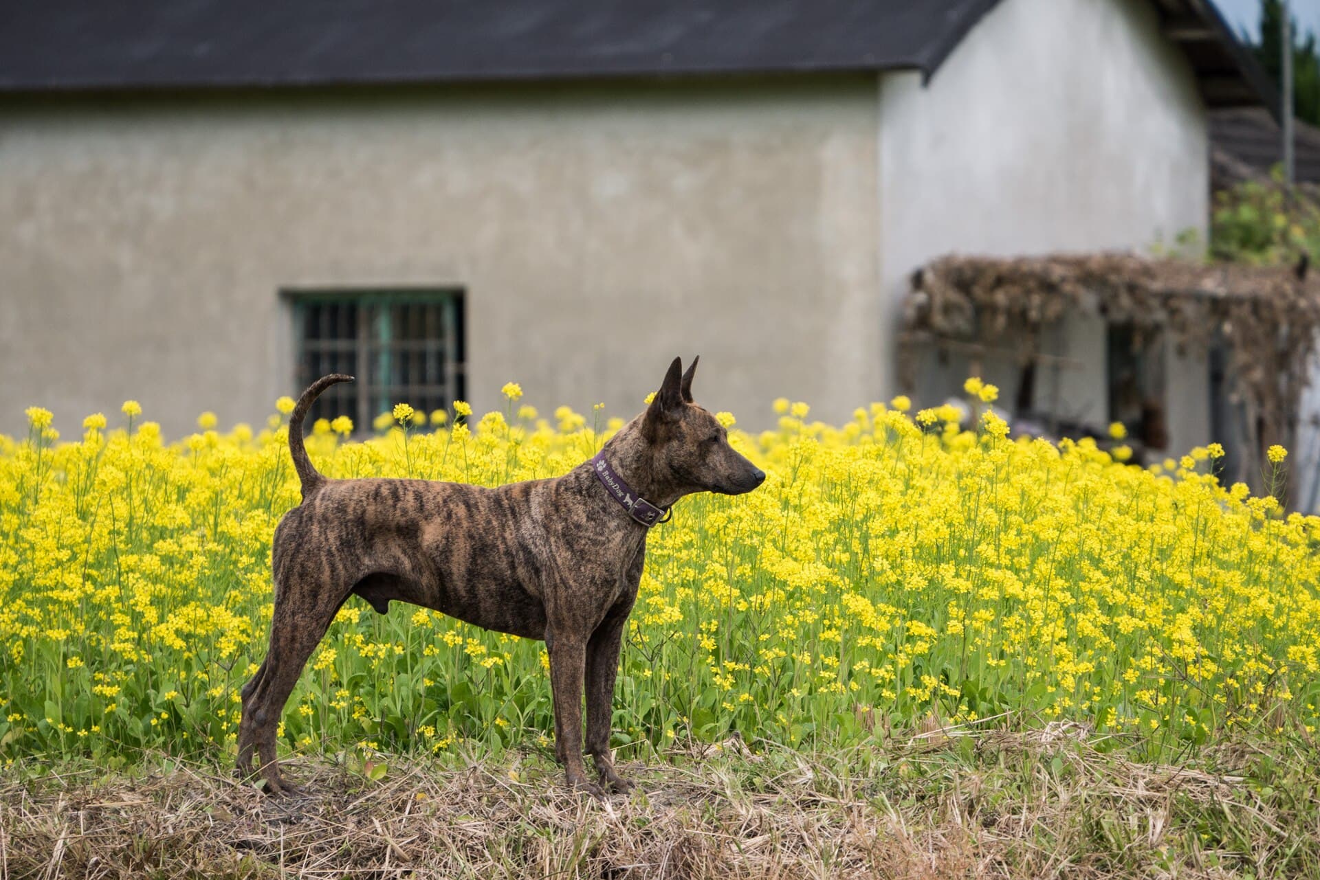 Taiwan-Hund mit gestromtem Fell steht aufmerksam vor einem gelb blühenden Rapsfeld.