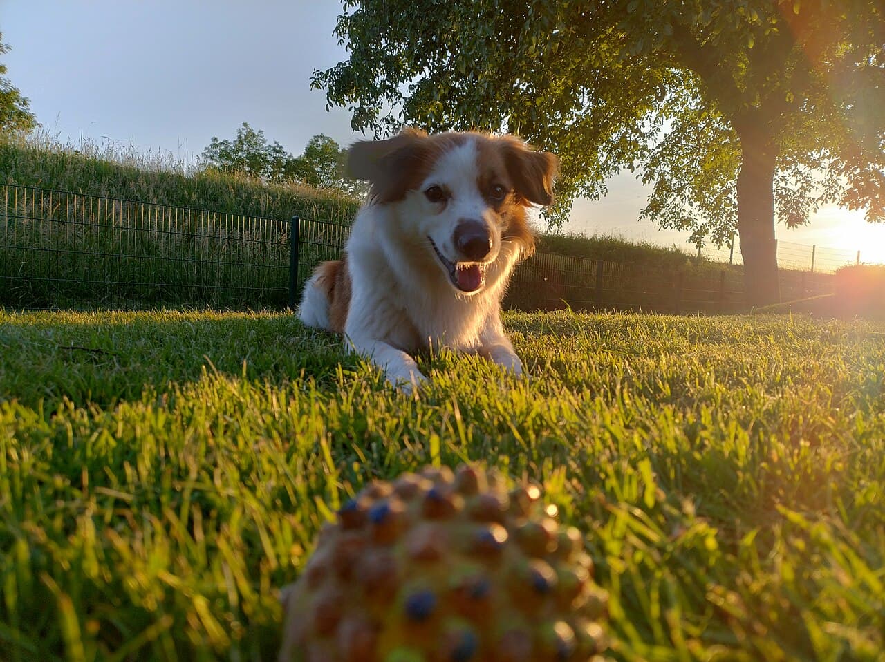 Kromfohrlaender liegt verspielt im Garten und beobachtet einen Ball im Abendlicht.
