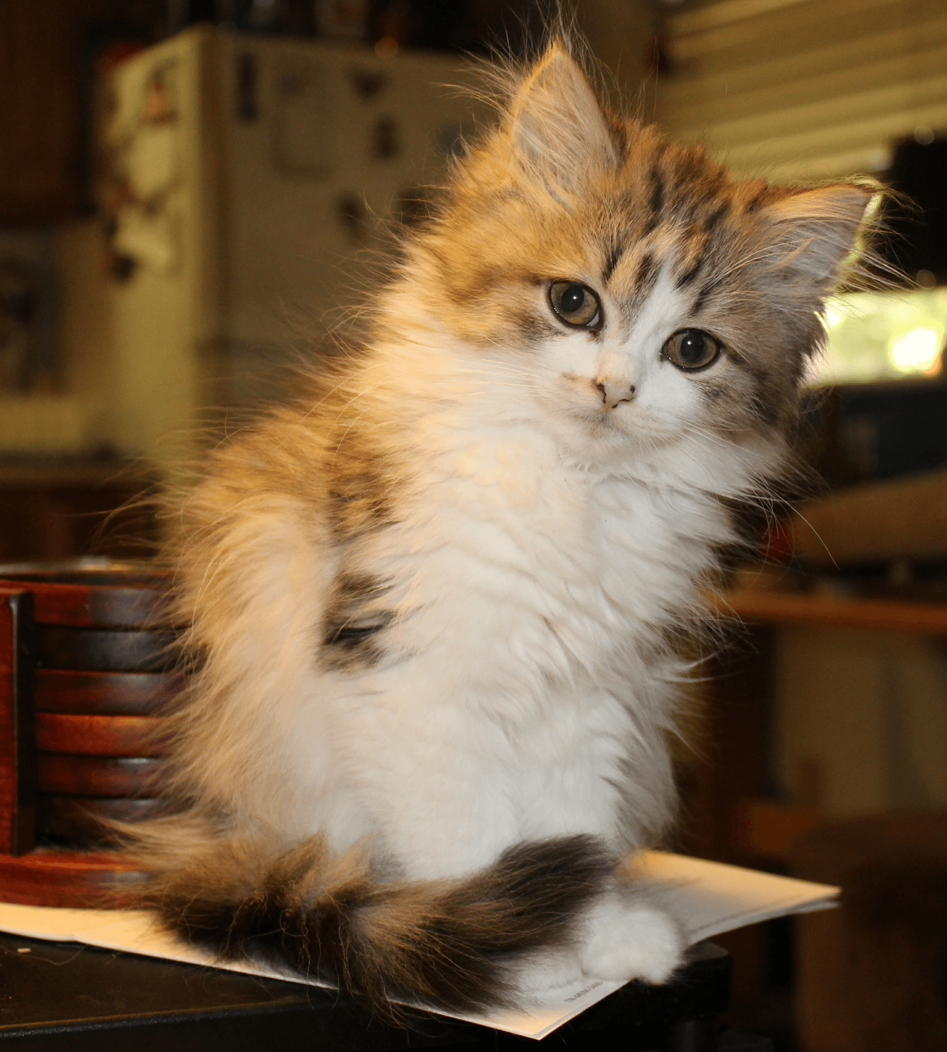 Junge RagaMuffin-Katze mit creme-getigertem Fell sitzt auf einem Schreibtisch in warmem Zimmerlicht