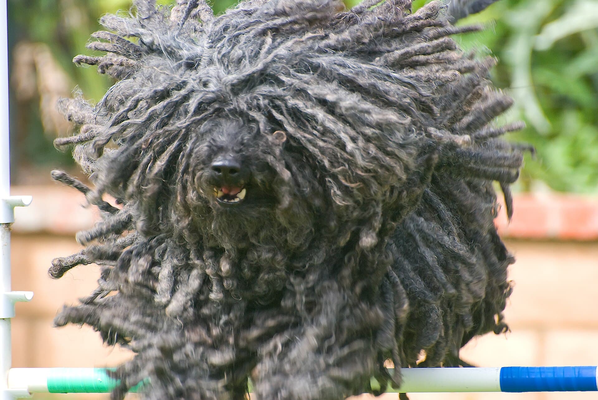 Puli springt beim Agility-Training energiegeladen über eine Hürde.