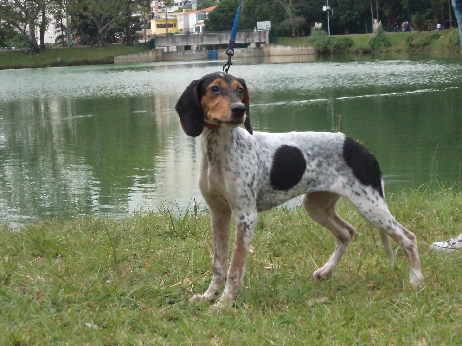 Brasilianischer Laufhund mit dreifarbiger Zeichnung an einem See