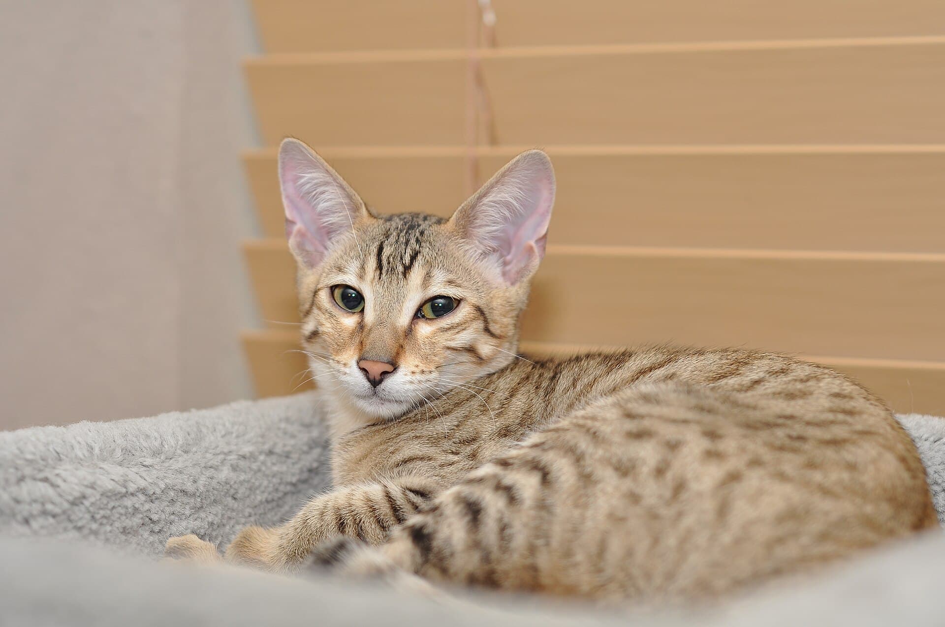 Savannah-Katze mit getupftem Fell liegt entspannt auf einer grauen Kuscheldecke im Wohnzimmer