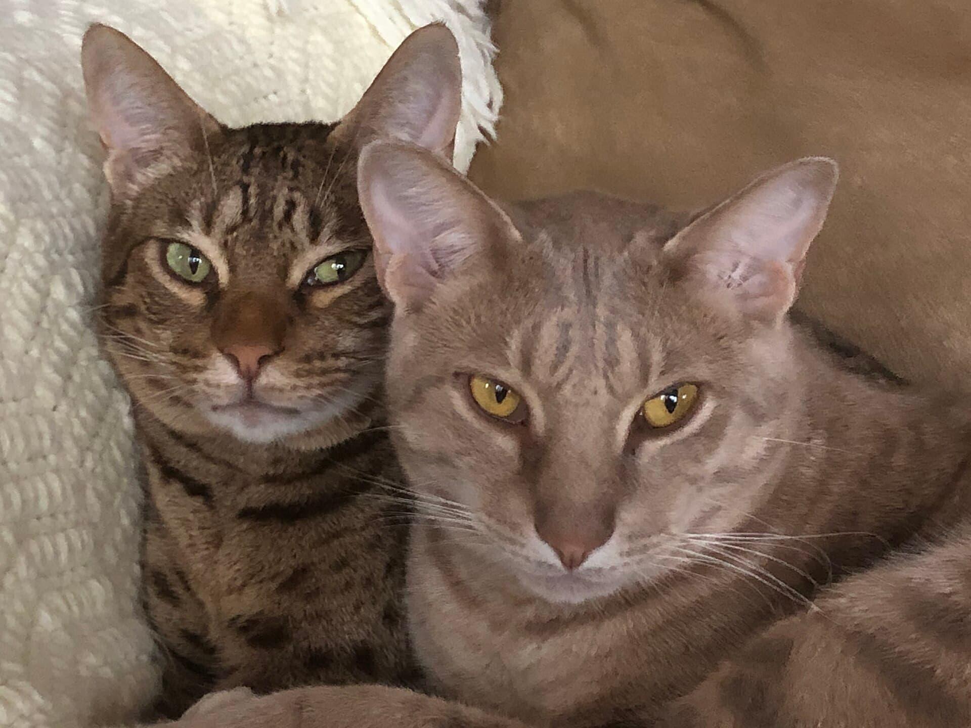 Zwei Ocicats mit Tupfenzeichnung kuscheln eng zusammen auf einer Decke zuhause