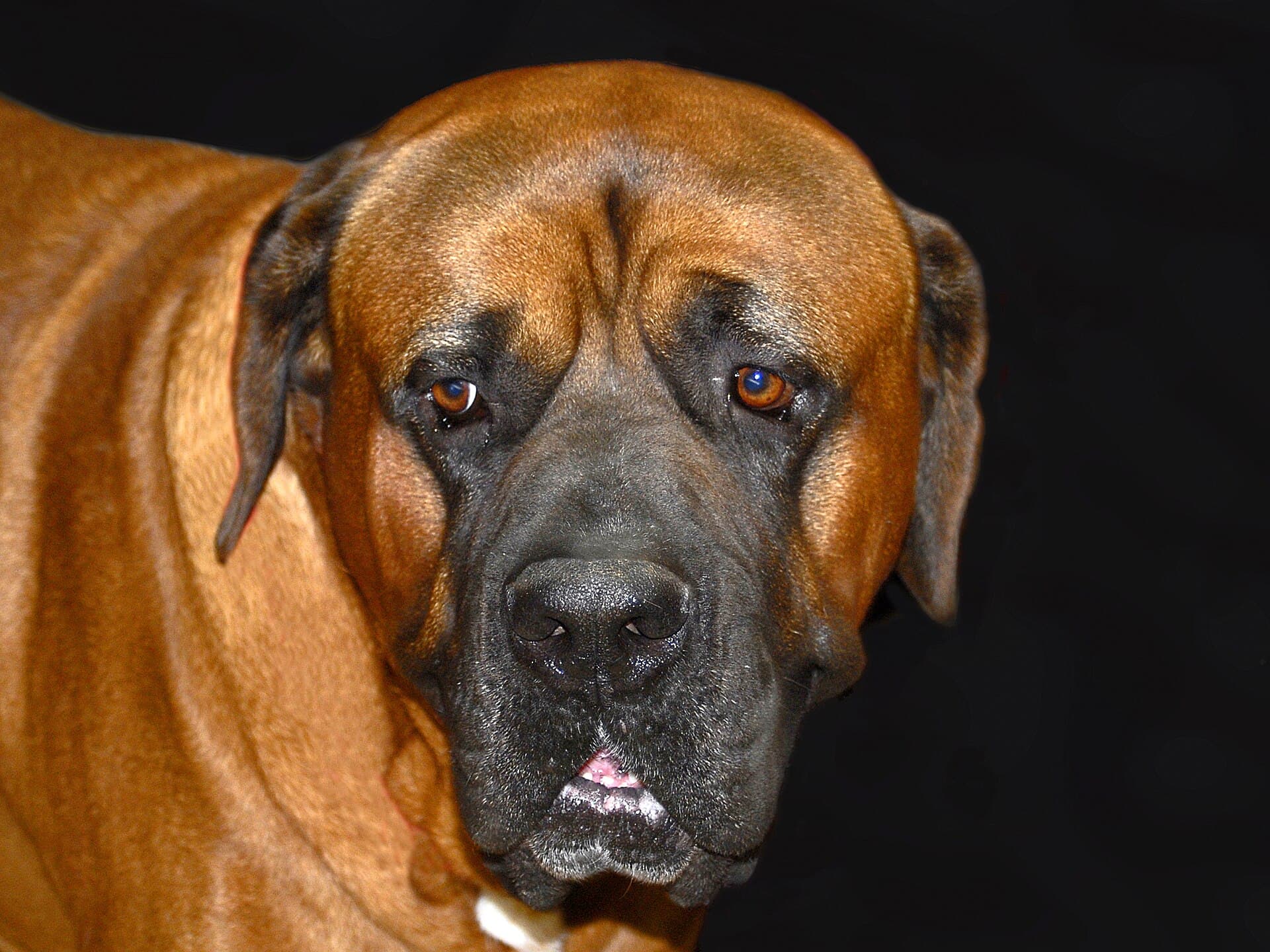 Kopfporträt eines Mastiffs mit dunkler Maske vor schwarzem Hintergrund.