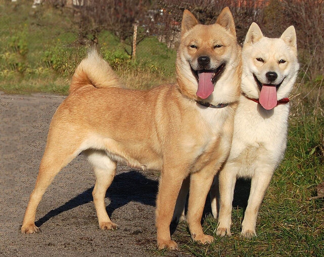 Zwei Hokkaido stehen aufmerksam nebeneinander auf einem Feldweg.