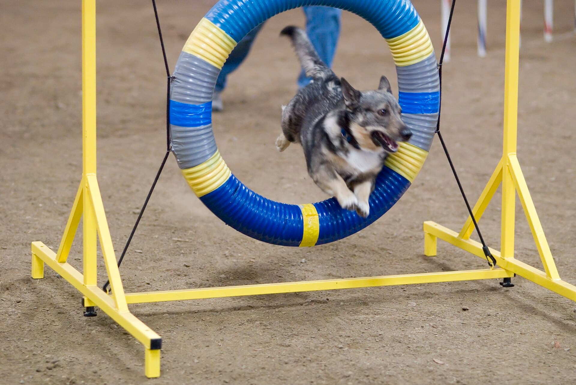 Schwedischer Wallhund springt konzentriert durch einen Agility-Reifen, kurzbeiniger Körperbau gut sichtbar.
