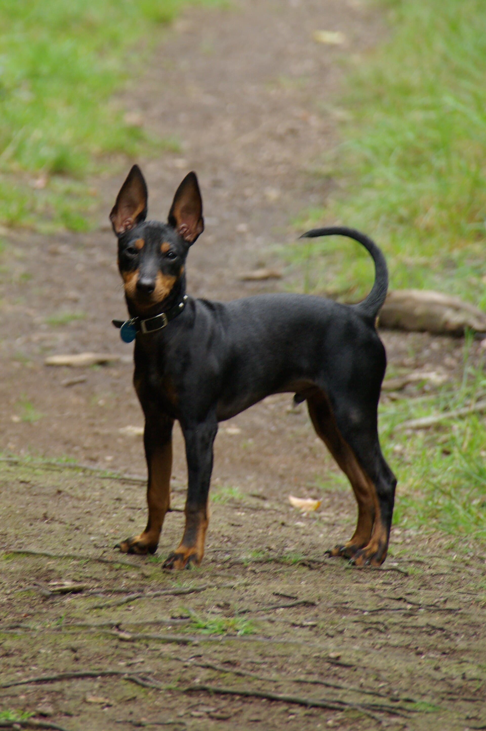 Englischer Toy Terrier mit schwarz lohfarbenem Fell steht aufmerksam auf einem Waldweg, Stehohren, schlanker Körperbau.