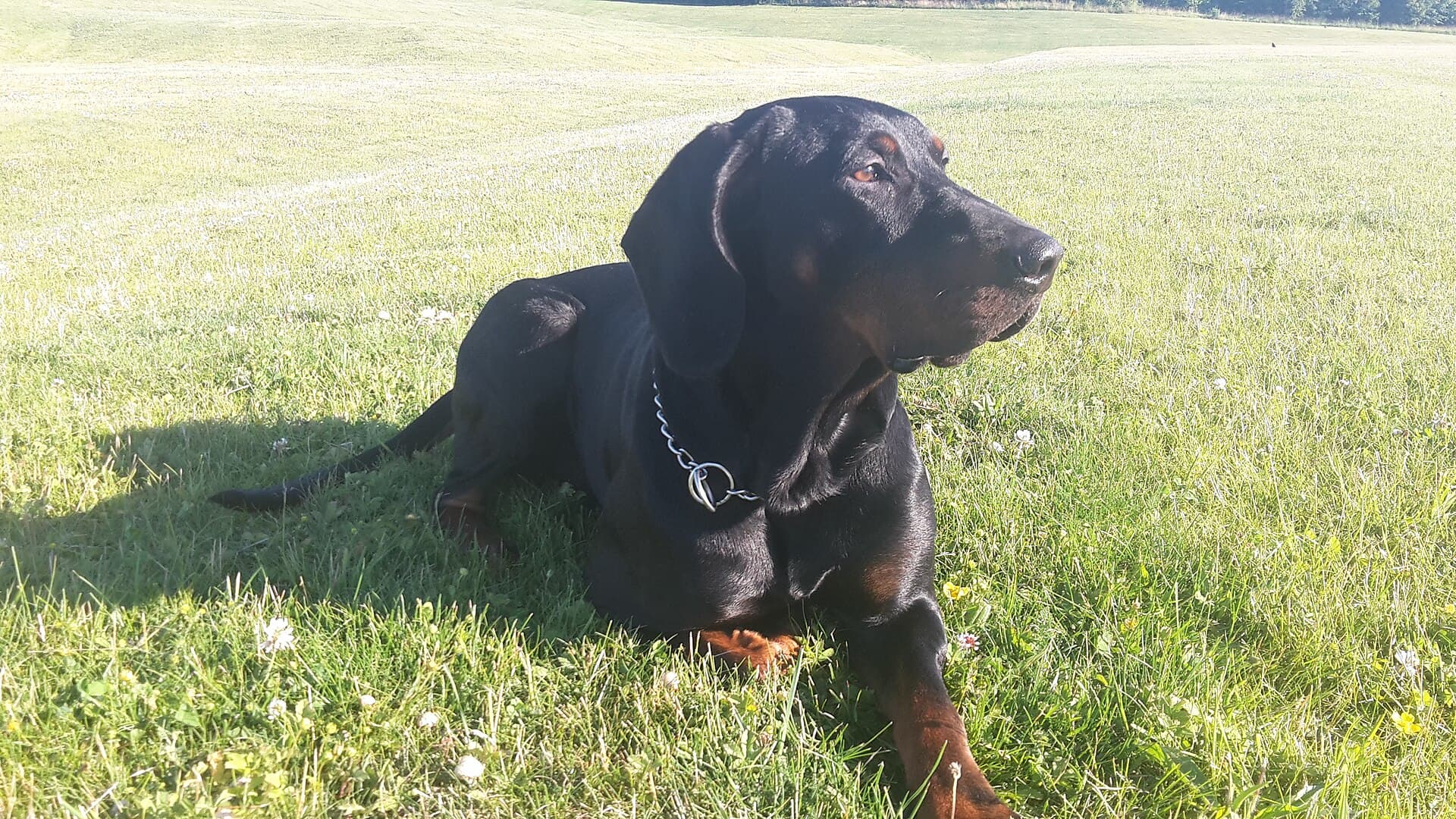 Polnischer Jagdhund liegt entspannt auf einer sonnigen Wiese