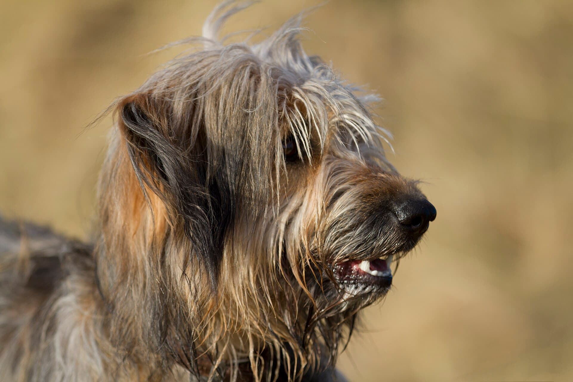 Nahaufnahme eines Katalanischen Schäferhundes mit zotteligem Fell im warmen Licht.