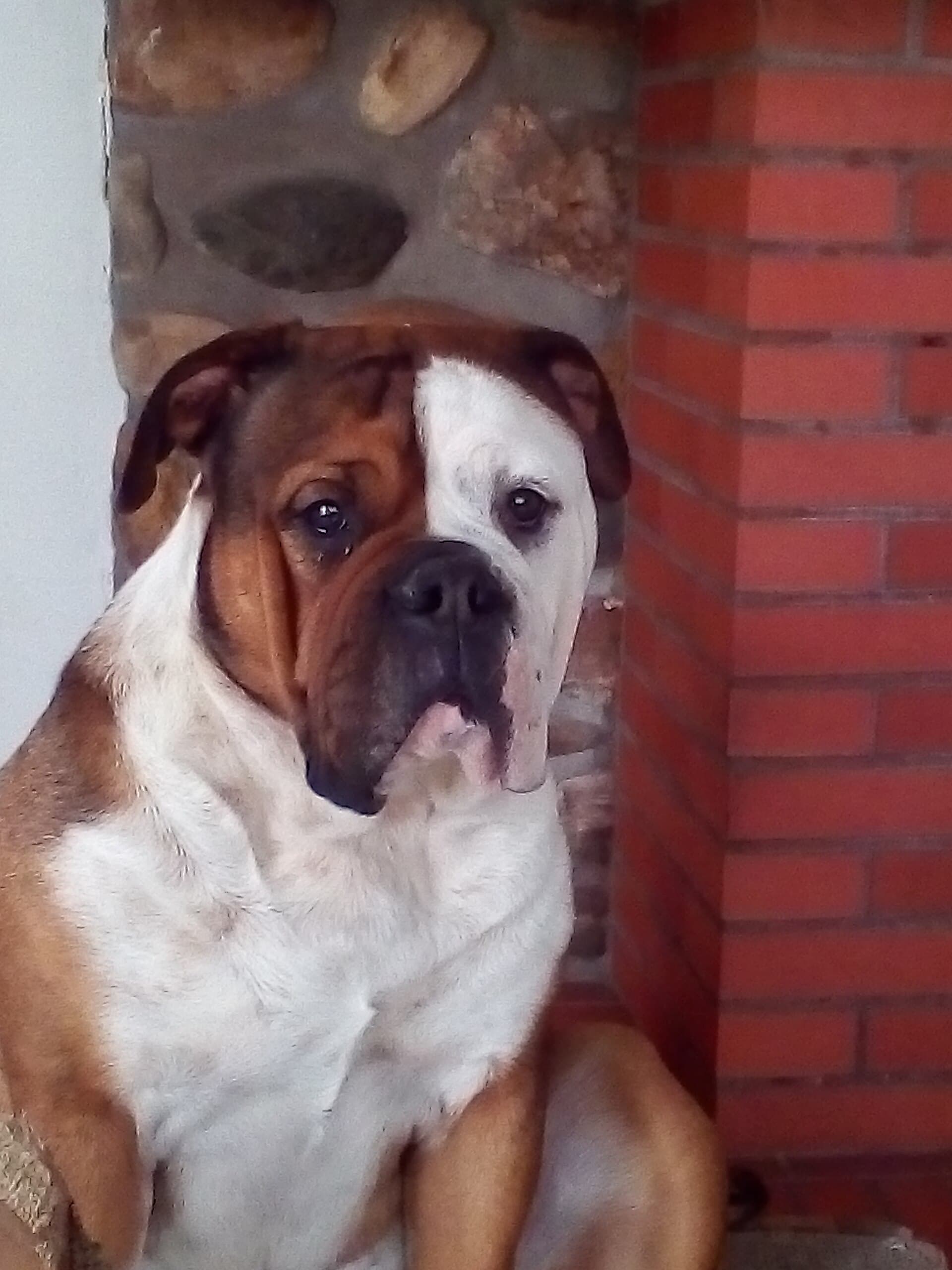 Continental Bulldog sitzt aufmerksam vor einer Steinmauer.