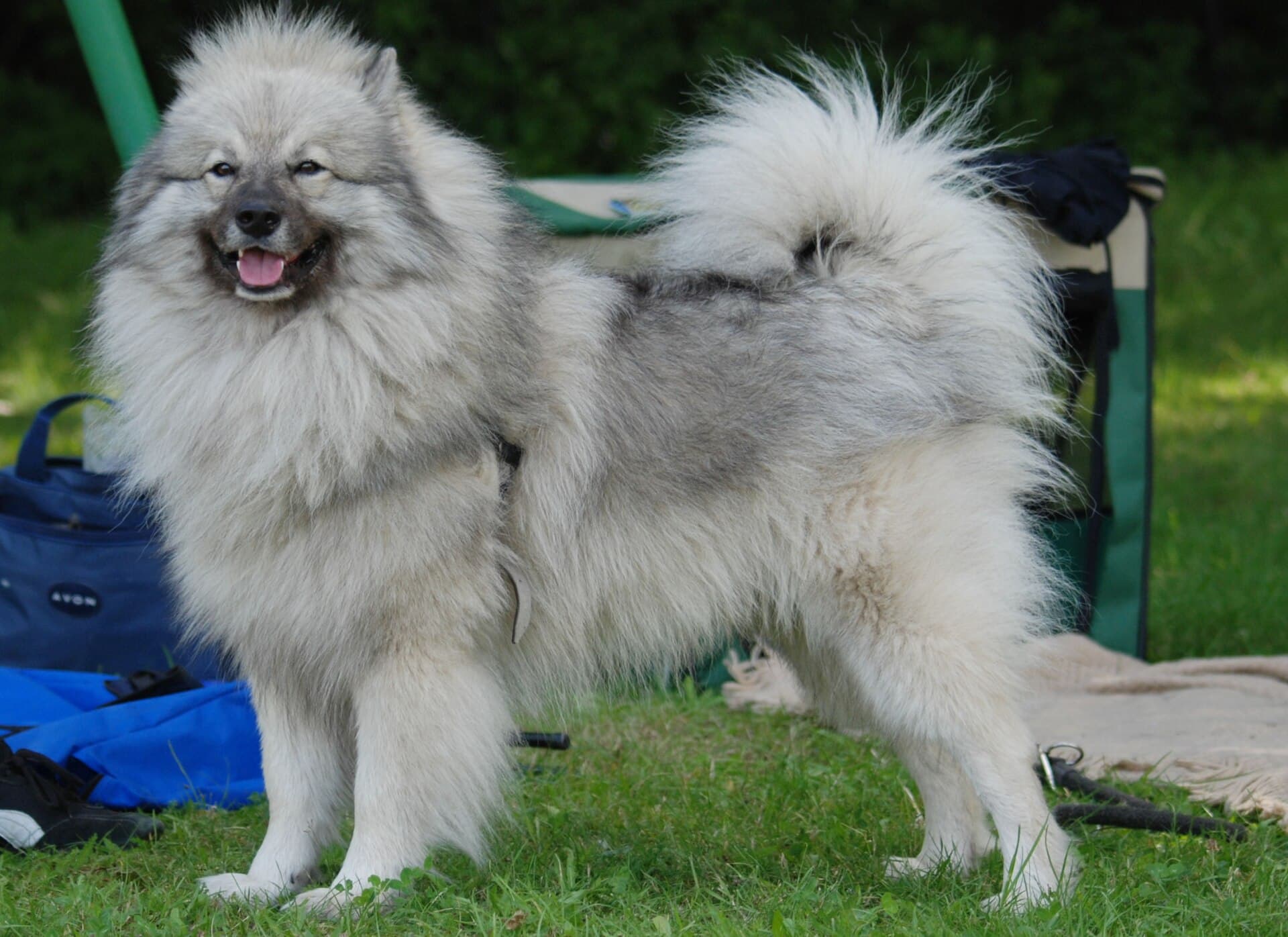 Portrait eines Wolfsspitz mit silbergrauer Maske und dichtem Fell.