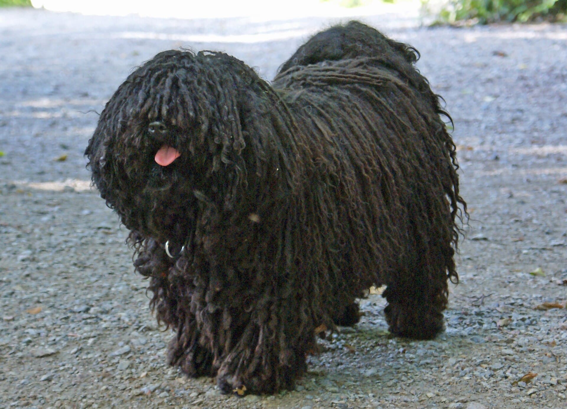 Puli mit charakteristischem geschnürtem Zottelfell steht auf einem Kiesweg.