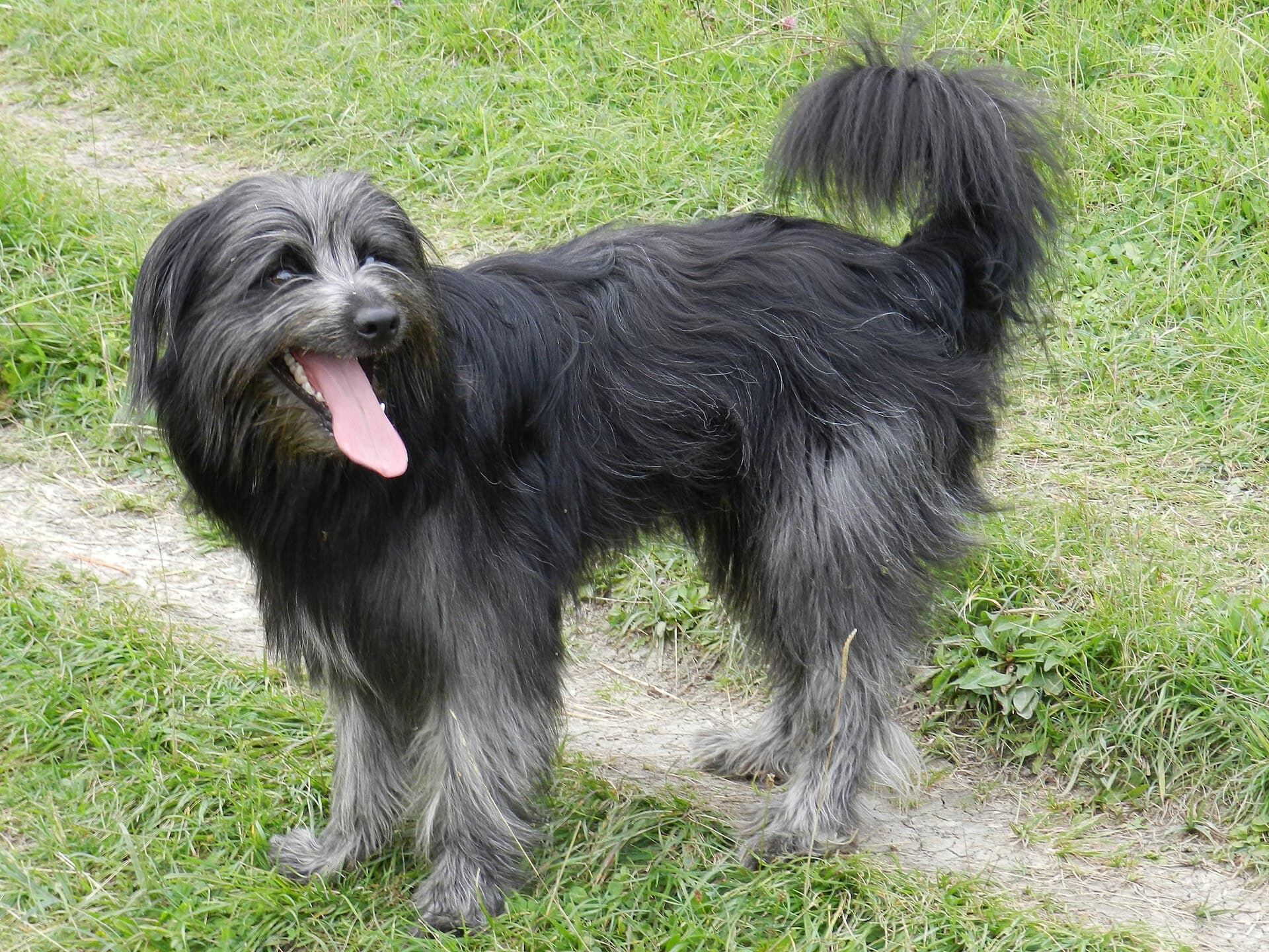 Langhaariger Pyrenäen-Schäferhund mit zottigem dunklem Fell steht verspielt auf einer Wiese.