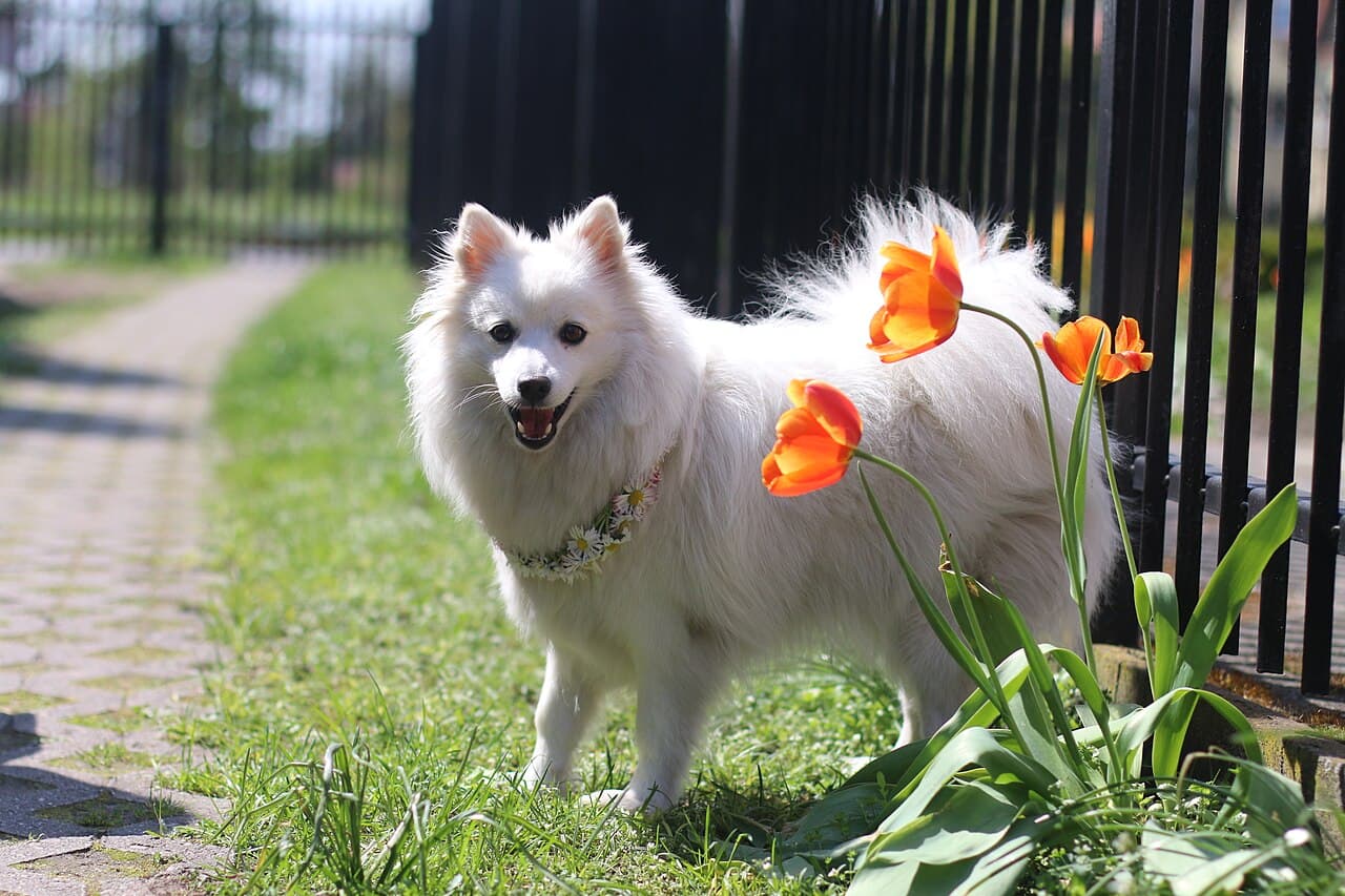 Japan Spitz steht mit gekräuselter Rute neben orangen Tulpen im Garten.