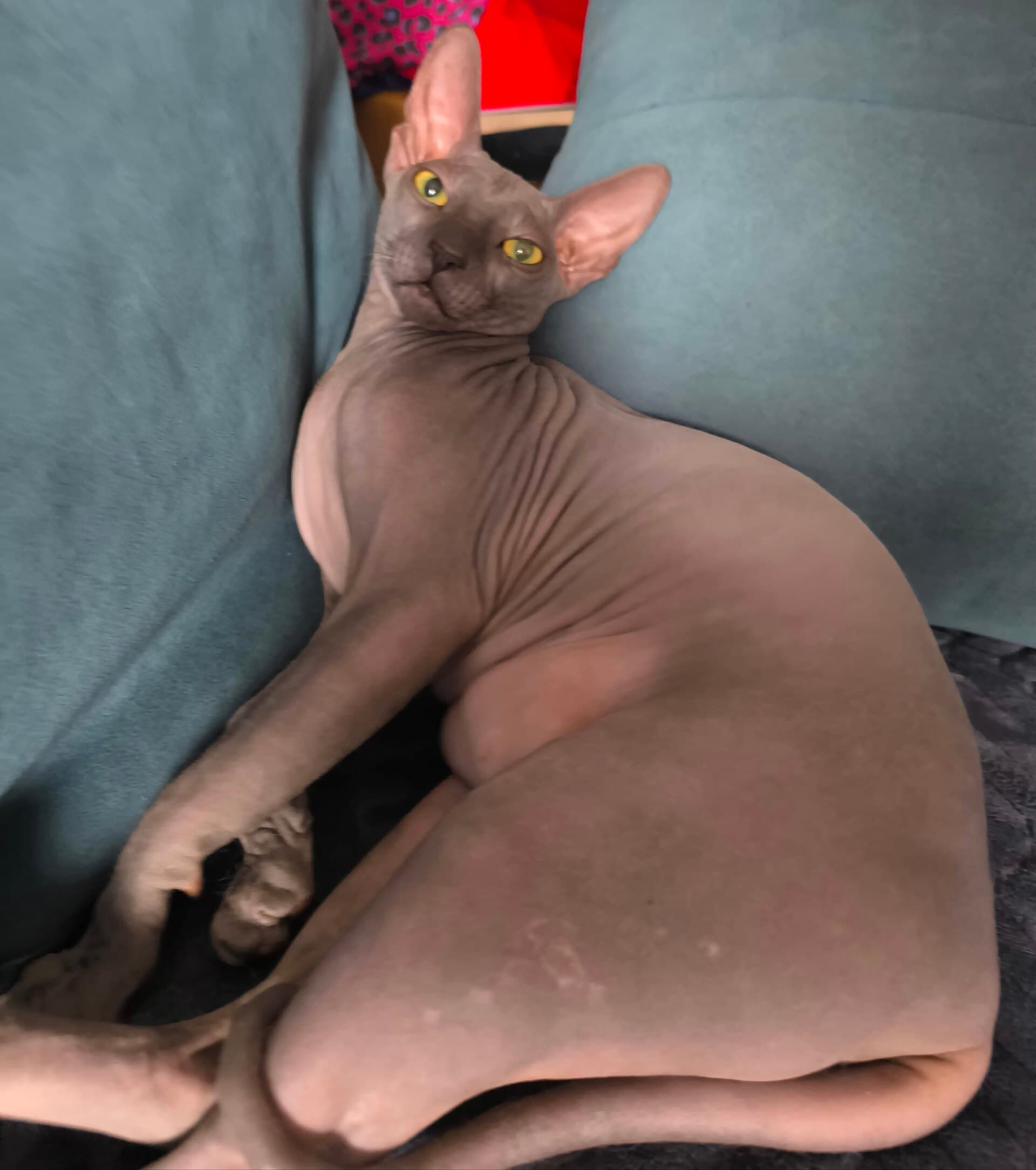 Don Sphynx mit grauer, faltiger Haut liegt entspannt auf einem Sofa und schaut mit gelben Augen in die Kamera