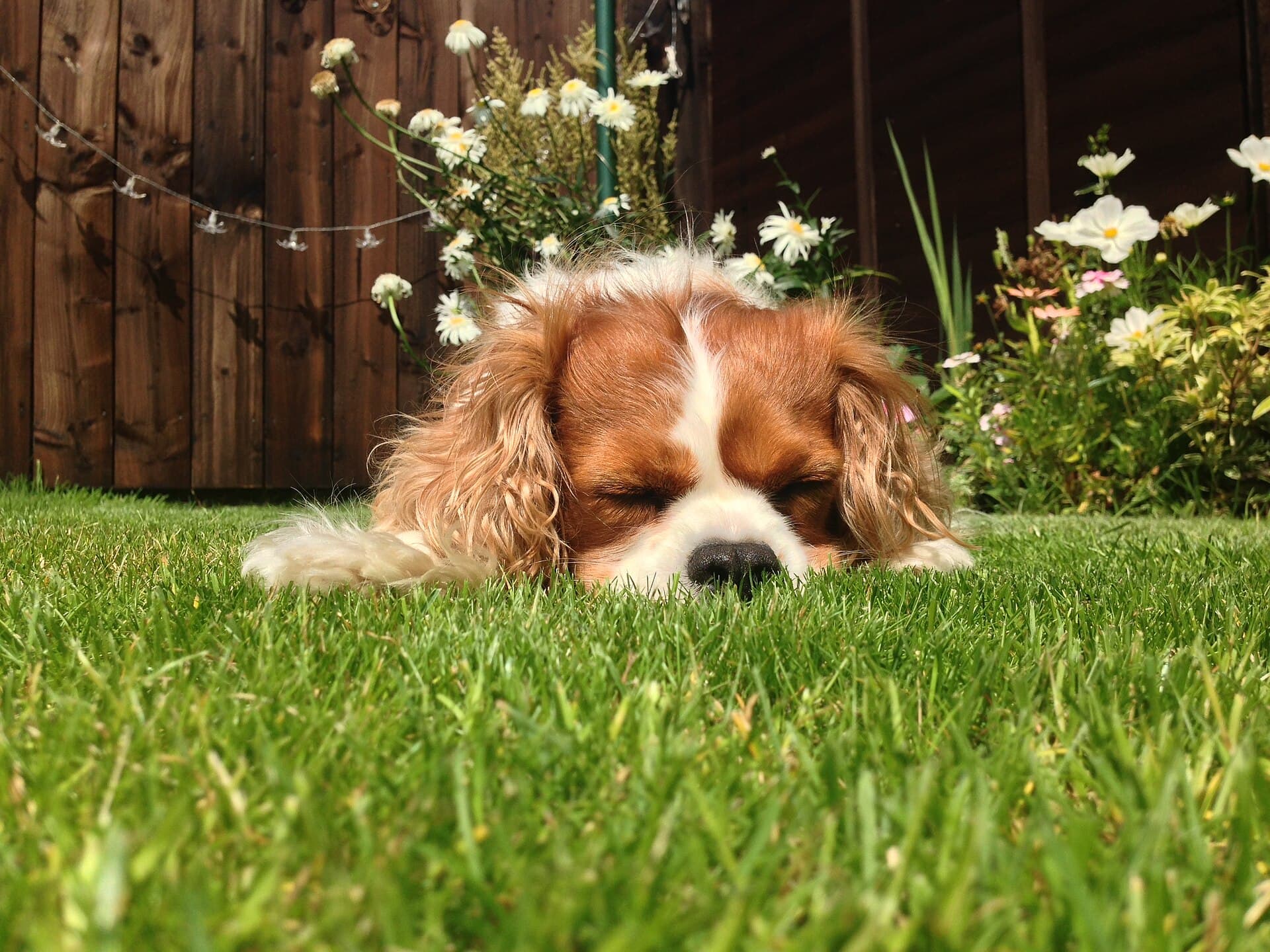 King Charles Spaniel mit schwarz lohfarbenem Fell und kurzer Schnauze döst entspannt im Garten zwischen Blumen.