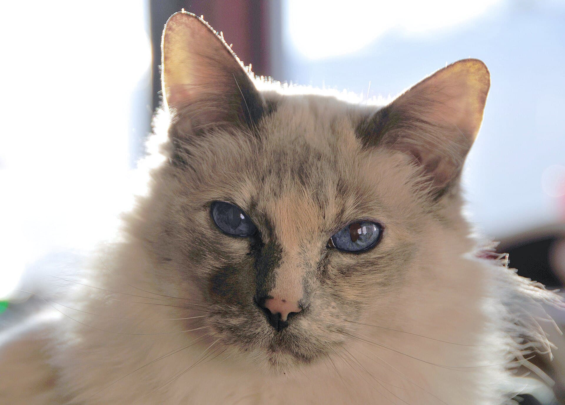 Balinesenkatze mit Tortie Point Zeichnung und leuchtend blauen Augen im Porträt