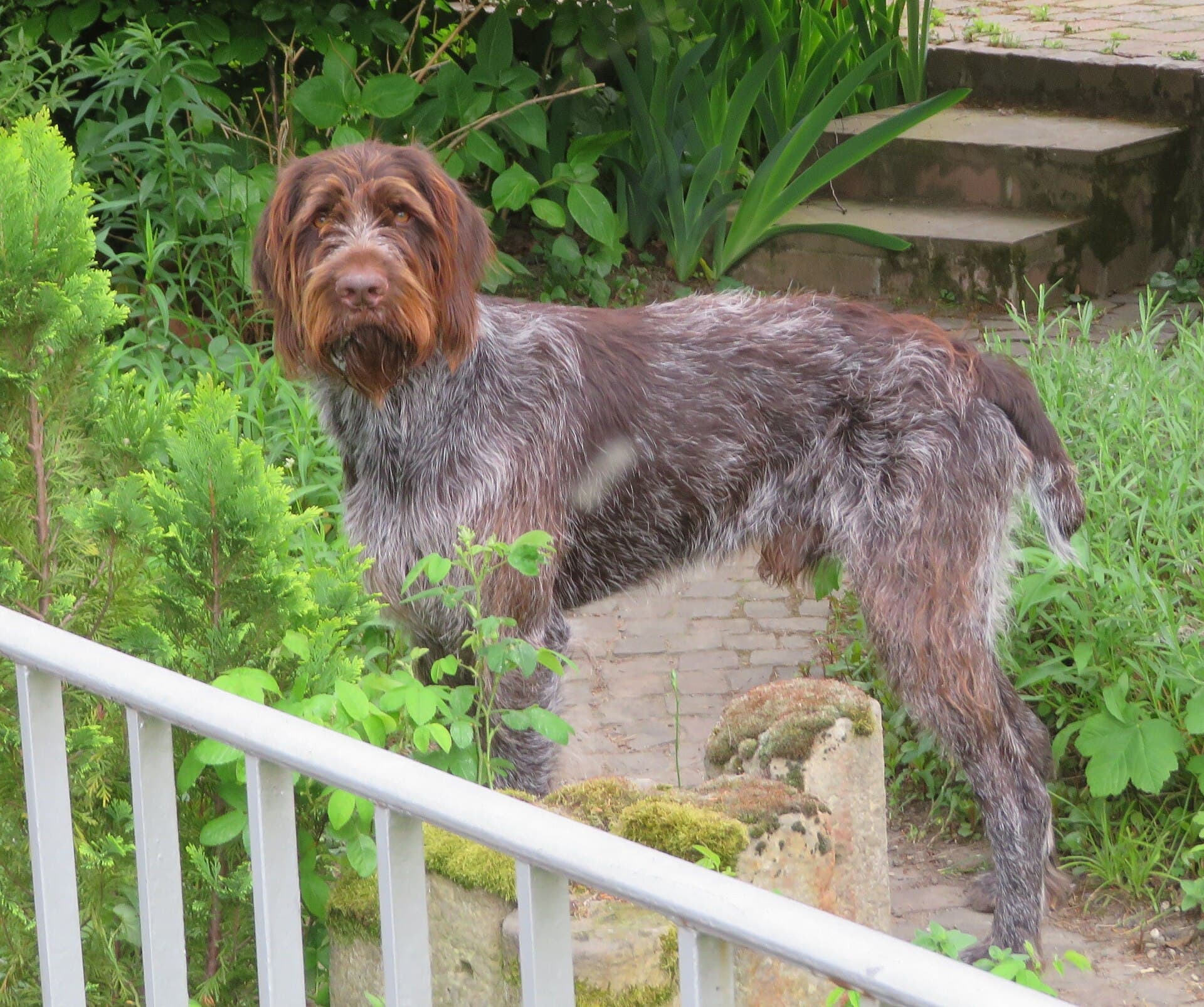 Französischer Rauhaariger Vorstehhund steht wachsam im Garten vor einer Treppe.