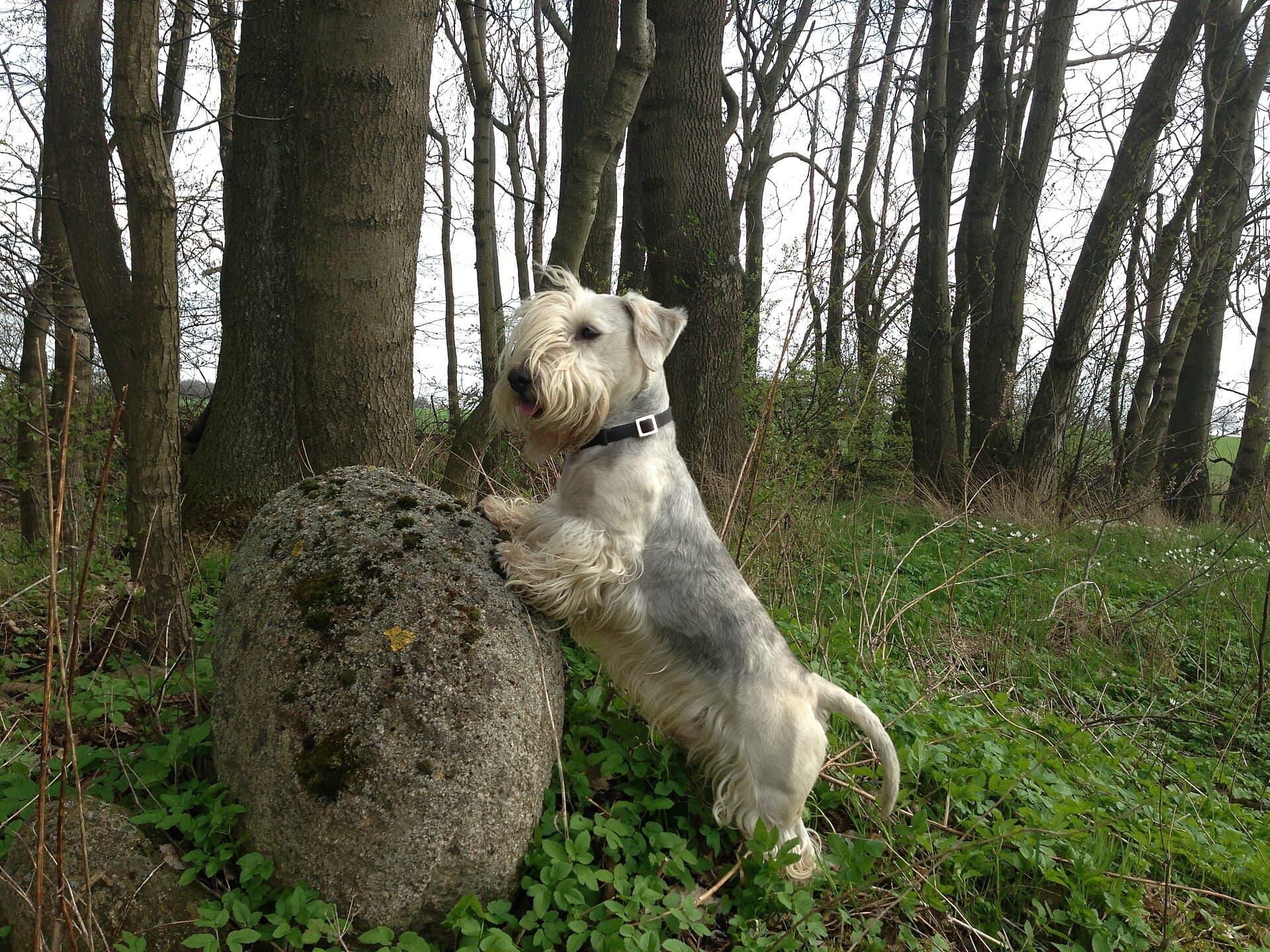 Graublauer Tschechischer Terrier stellt sich im Wald an einem Stein auf.