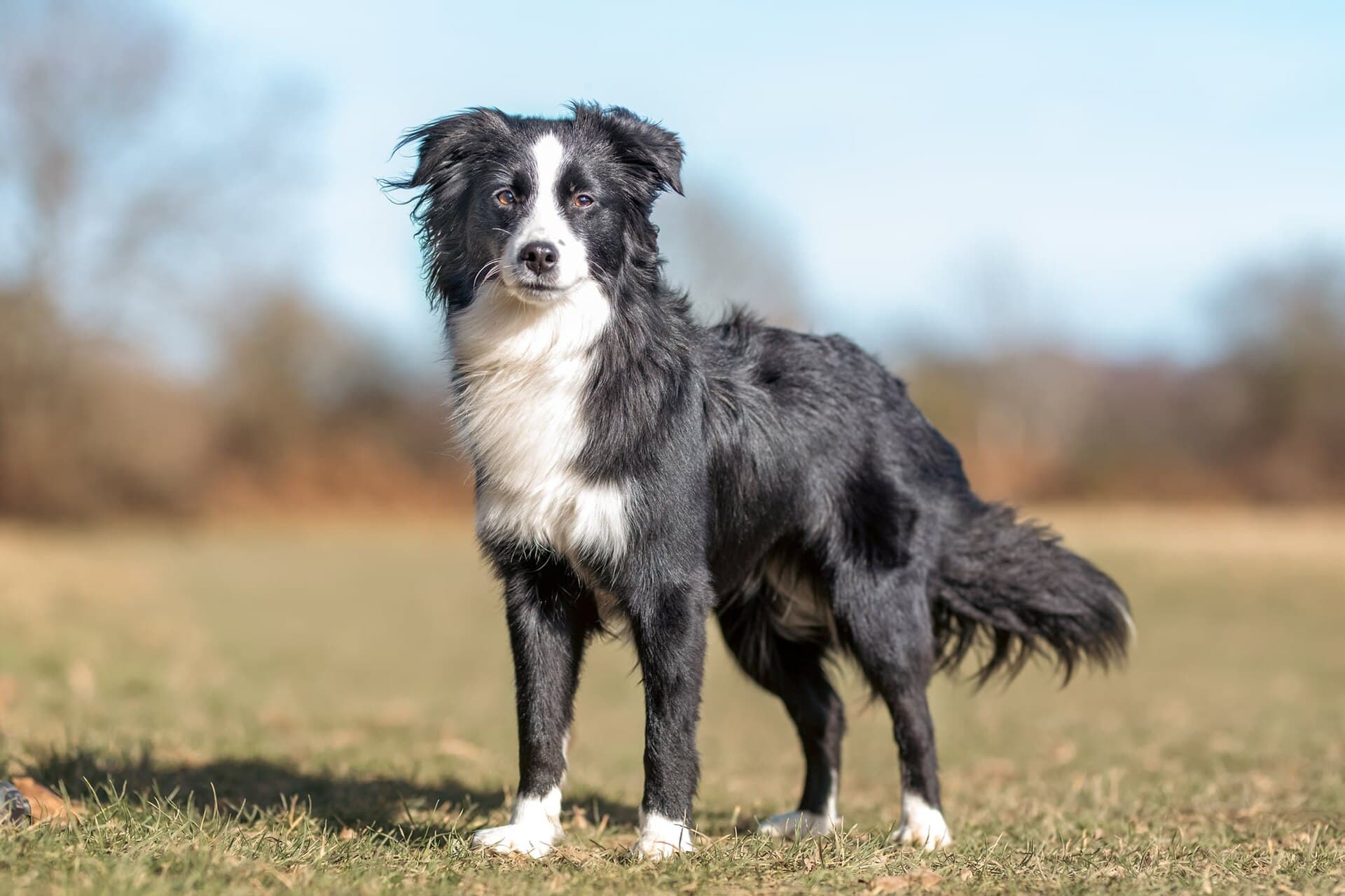 Schwarz weißer Miniatur Amerikanischer Schäferhund steht wachsam auf einer herbstlichen Wiese.
