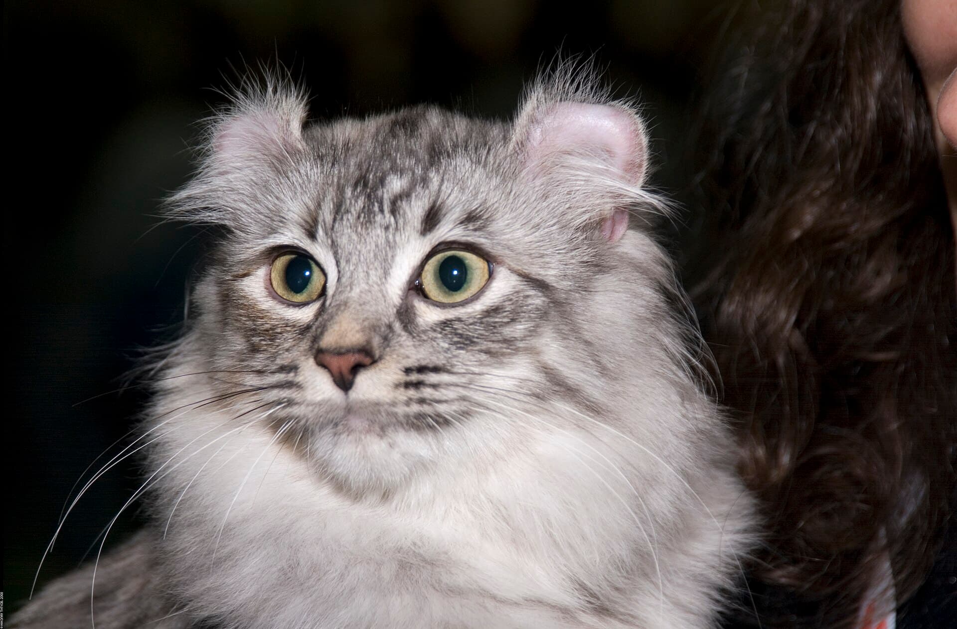 American Curl mit silbergrauem Halblanghaar-Fell und weit nach hinten gerollten Ohren im Porträt