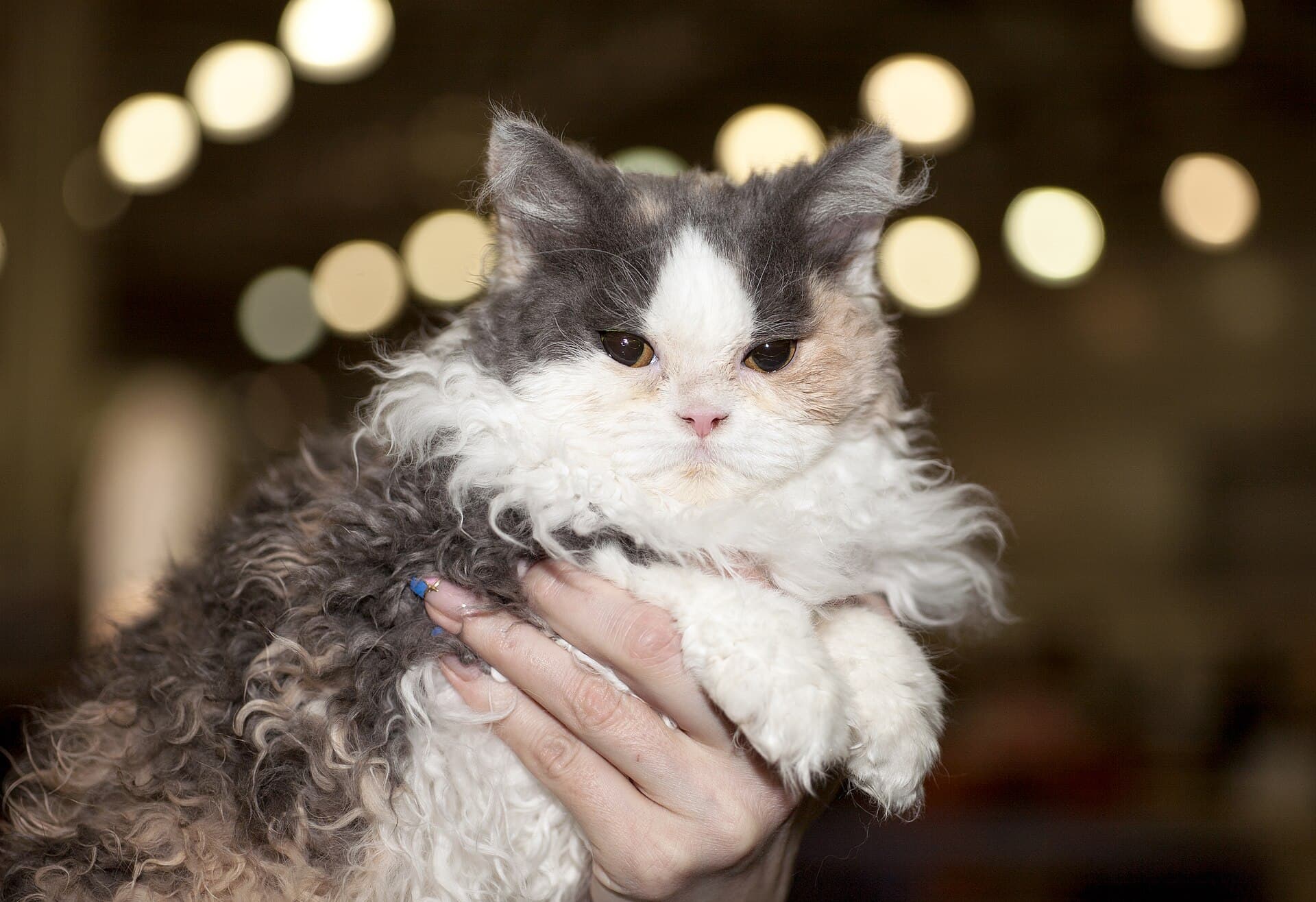 Selkirk Rex mit grauweißem gelocktem Fell wird auf dem Arm gehalten und schaut wach zur Seite