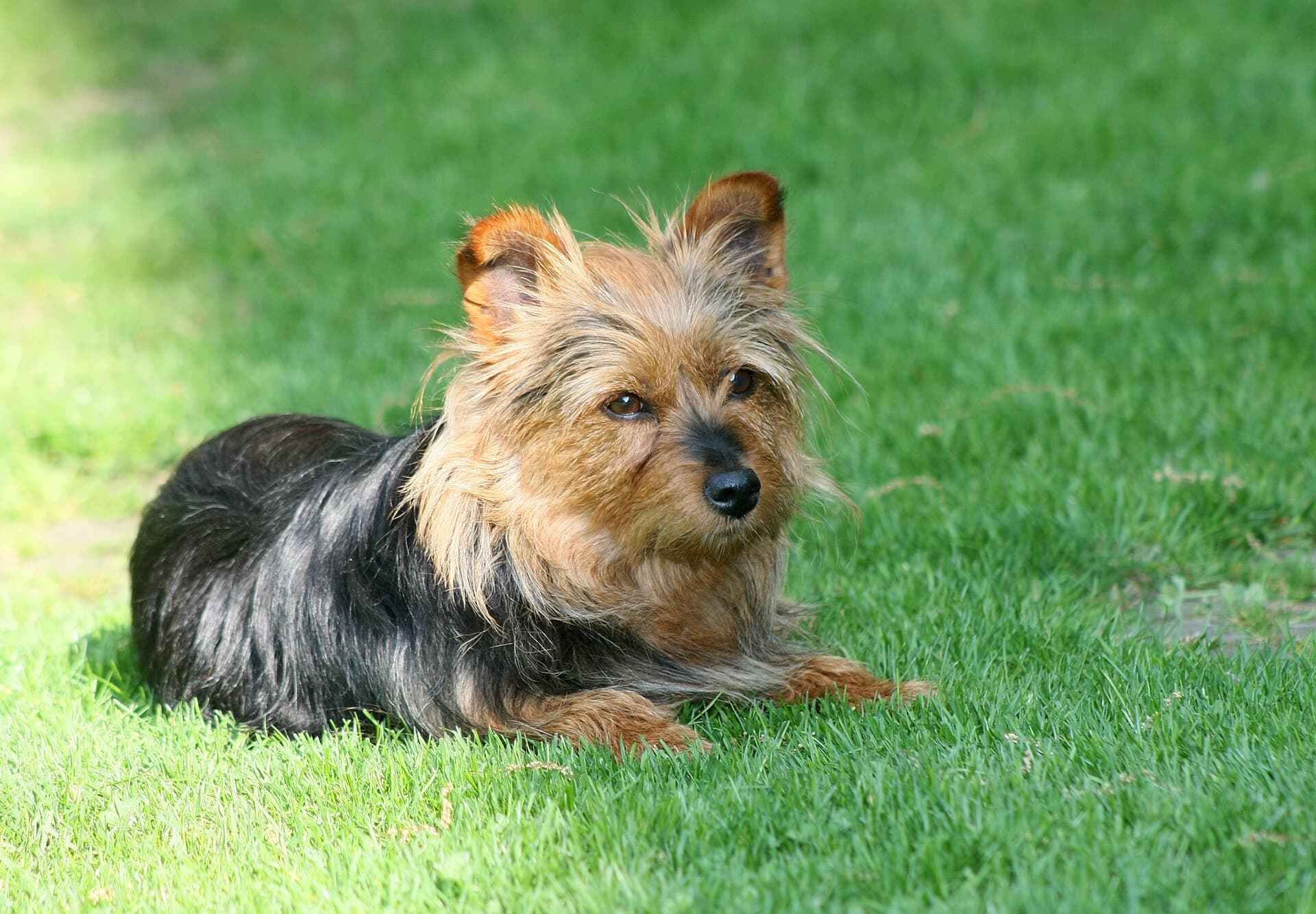Australian Terrier liegt entspannt im Gras und schaut zur Seite.