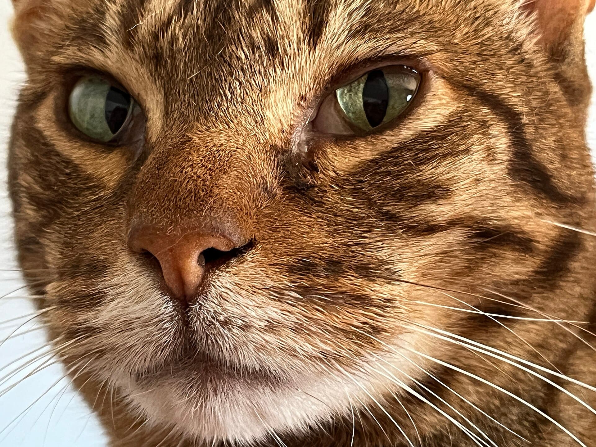 Nahaufnahme einer Ocicat mit getigerter Gesichtszeichnung und grünen Augen