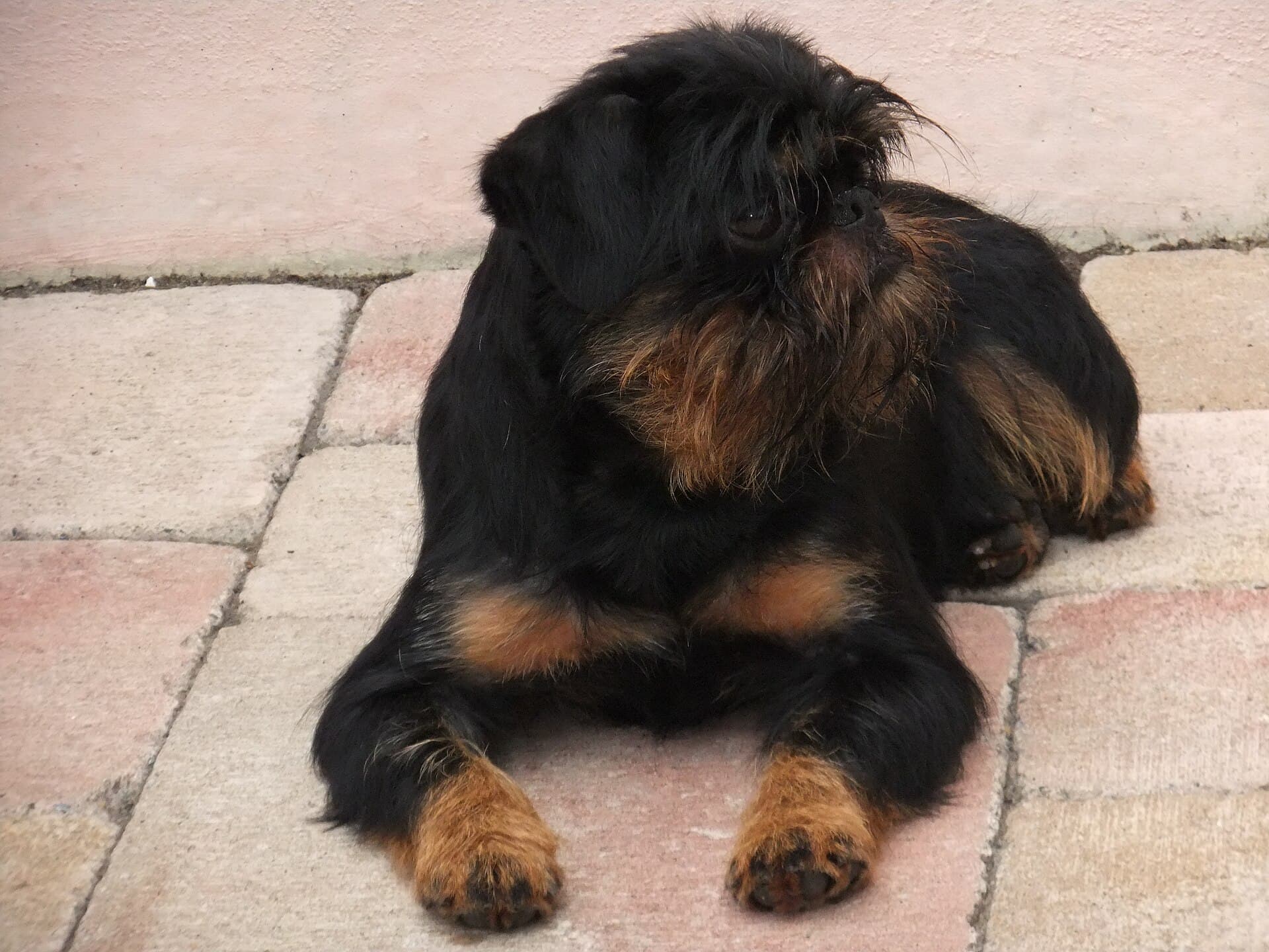 Belgischer Griffon liegt entspannt auf einer Steintreppe.