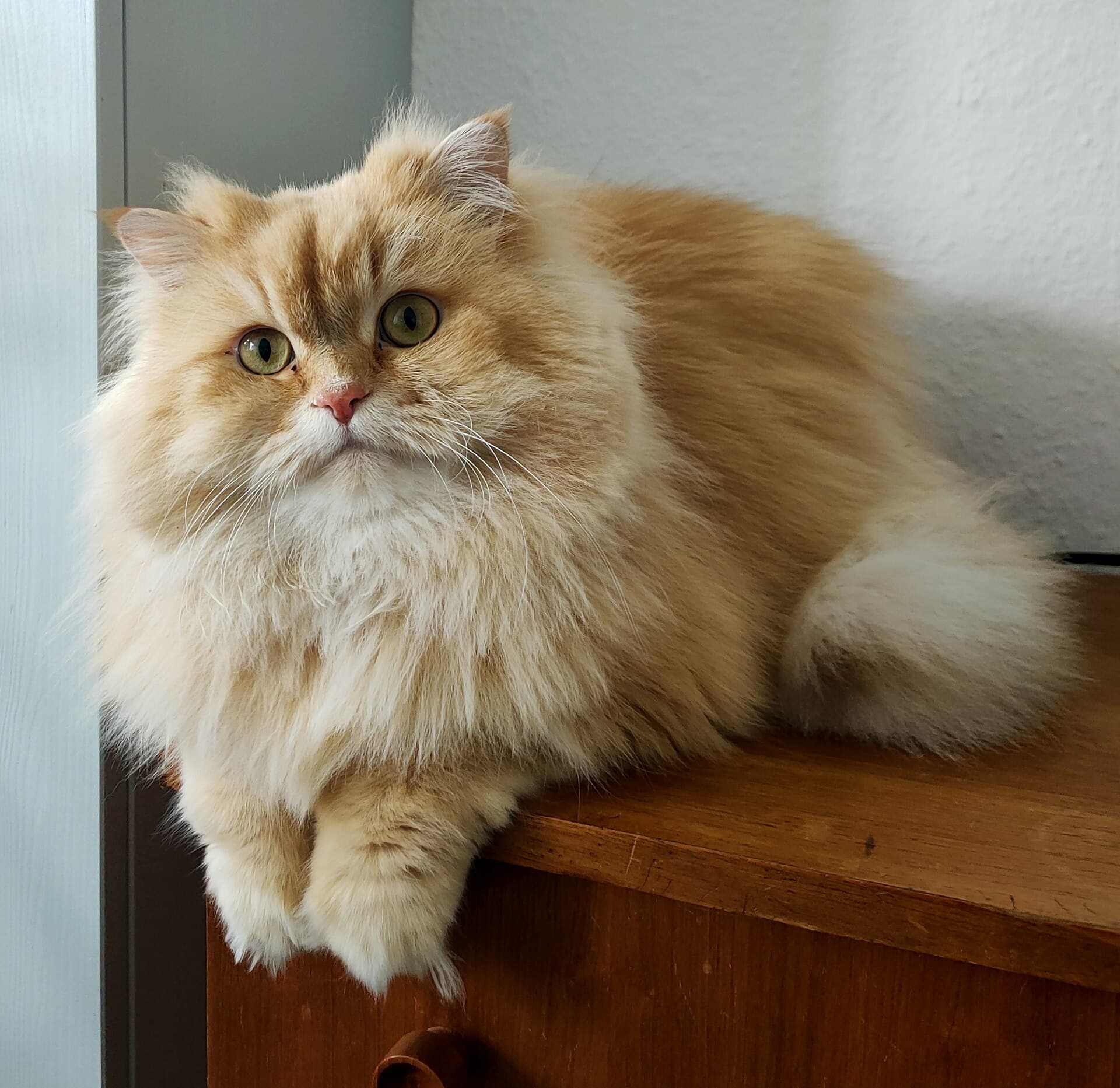 Cremefarbene Britisch Langhaar mit rundem Kopf sitzt auf einem Holzschrank zuhause