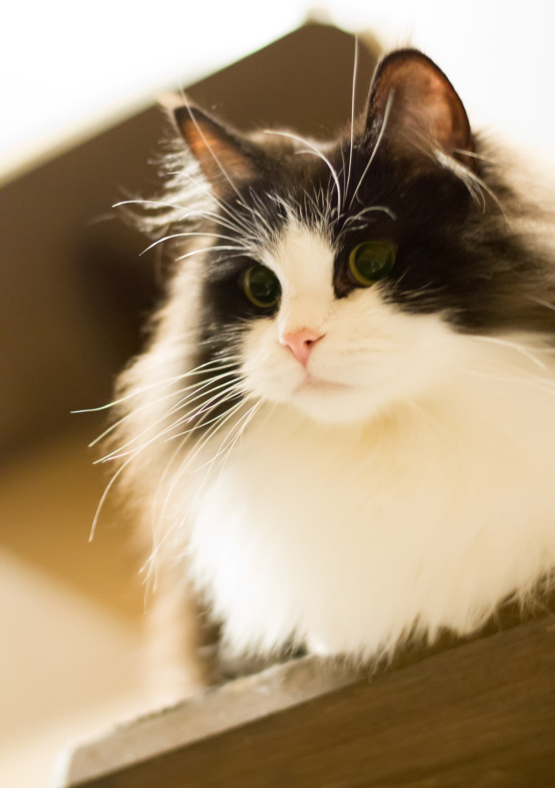 RagaMuffin-Katze mit schwarz-weißem Plüschfell blickt neugierig von einem Sims nach oben