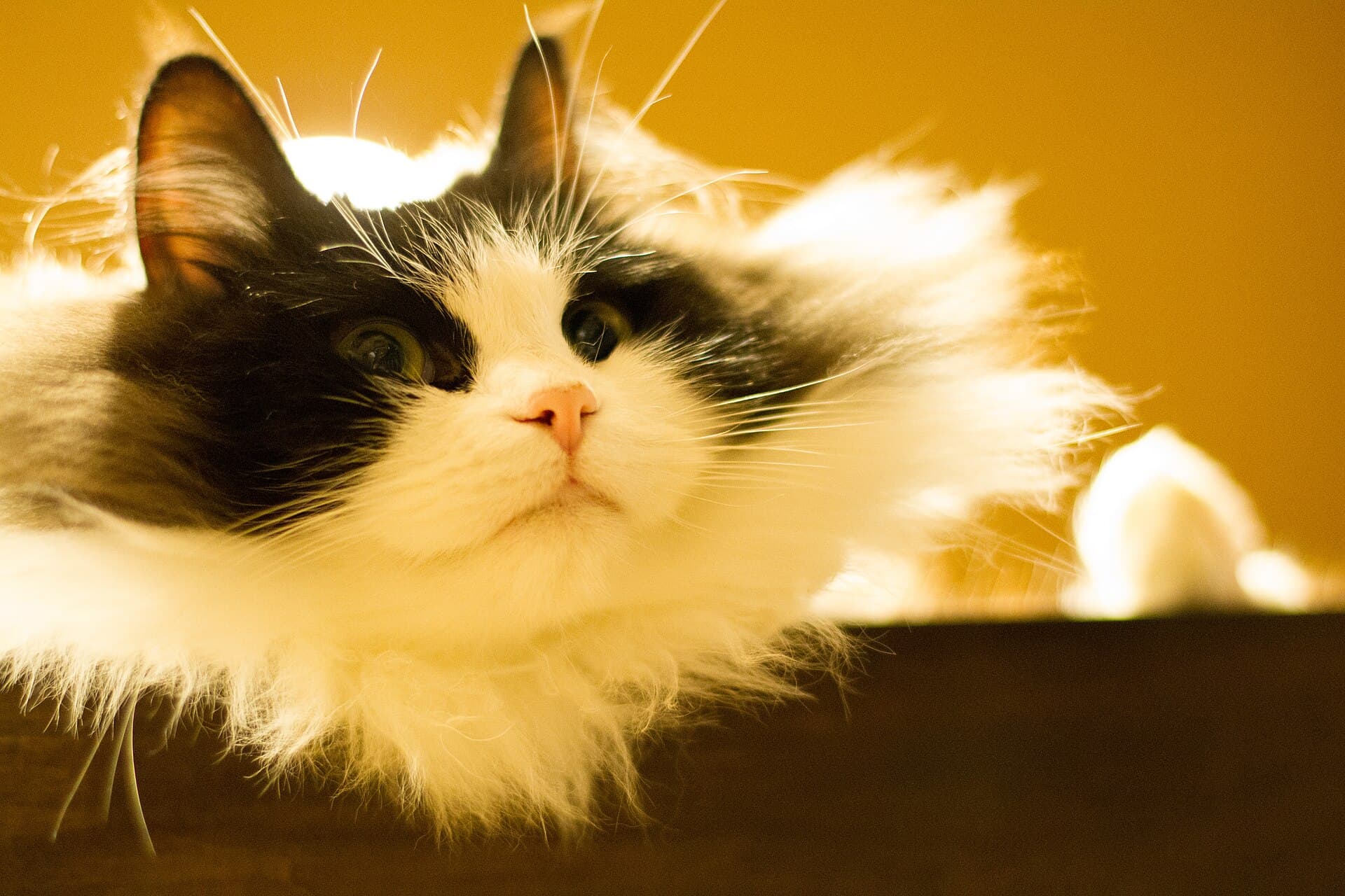 RagaMuffin-Katze mit schwarz-weißem Fell und grünen Augen liegt im warmen Licht und schaut in die Kamera