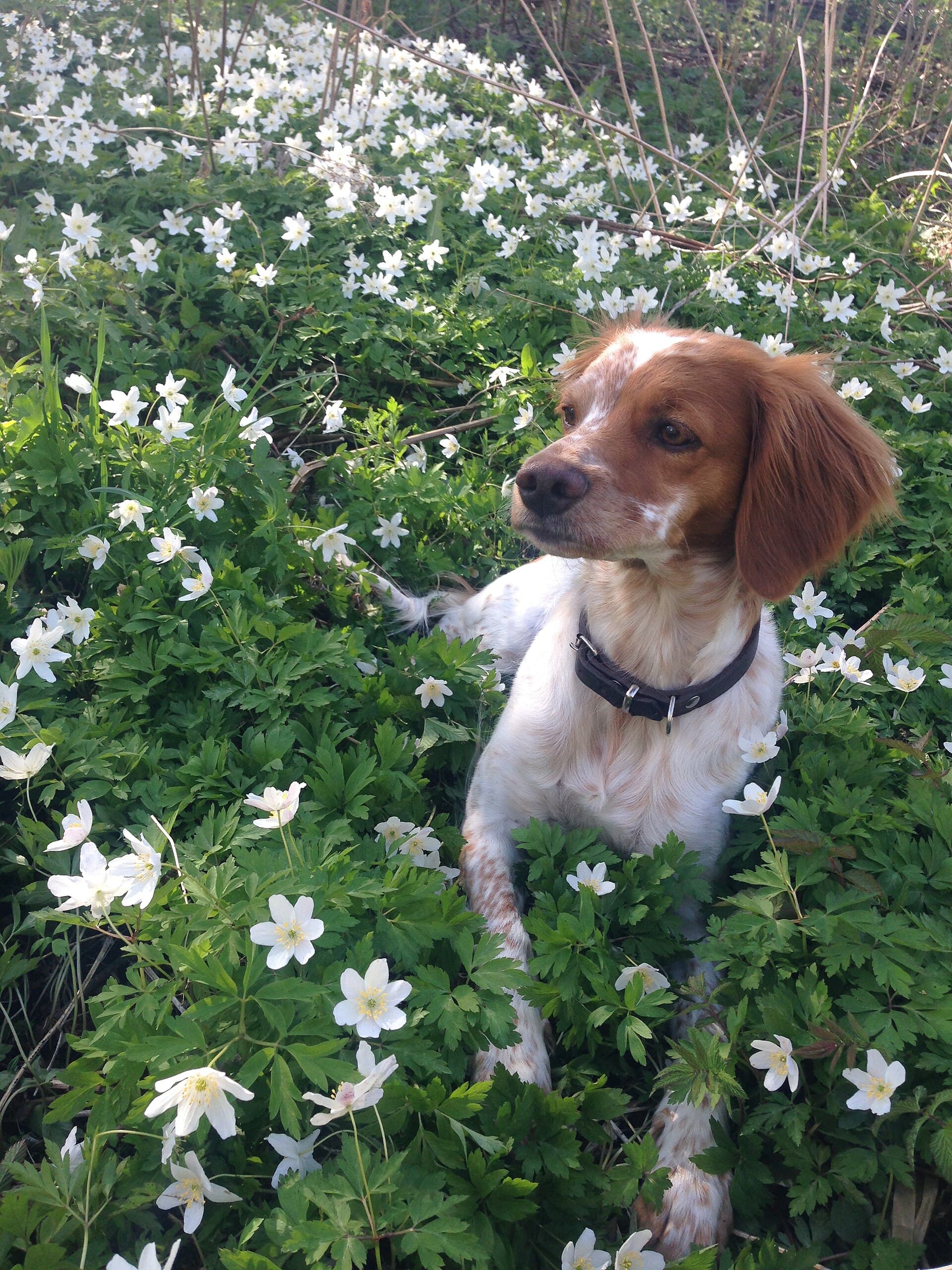 Bretonischer Spaniel sitzt zwischen weißen Waldblumen und schaut aufmerksam zur Seite.