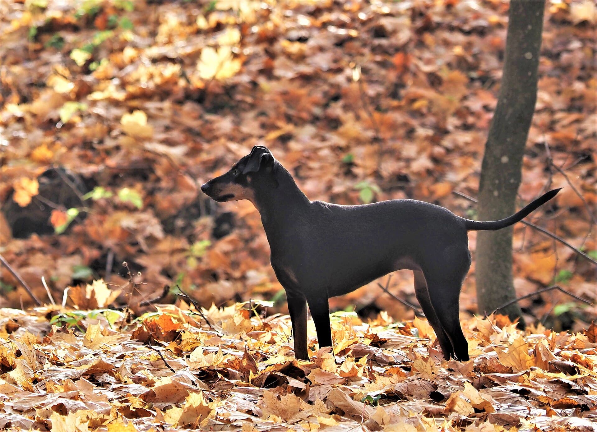 Manchester Terrier steht aufmerksam im herbstlichen Laub, schwarzes Fell mit lohfarbenen Abzeichen.