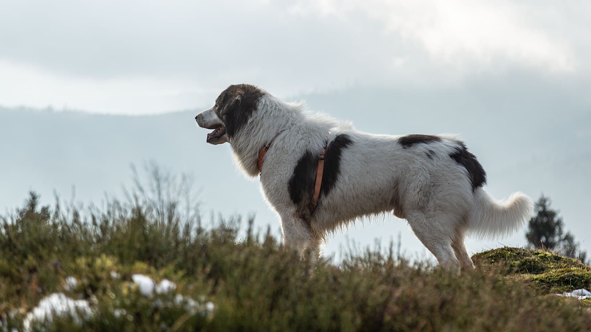 Tornjak mit weiss schwarzem Fell steht wachsam auf einem Bergkamm und blickt in die Ferne.