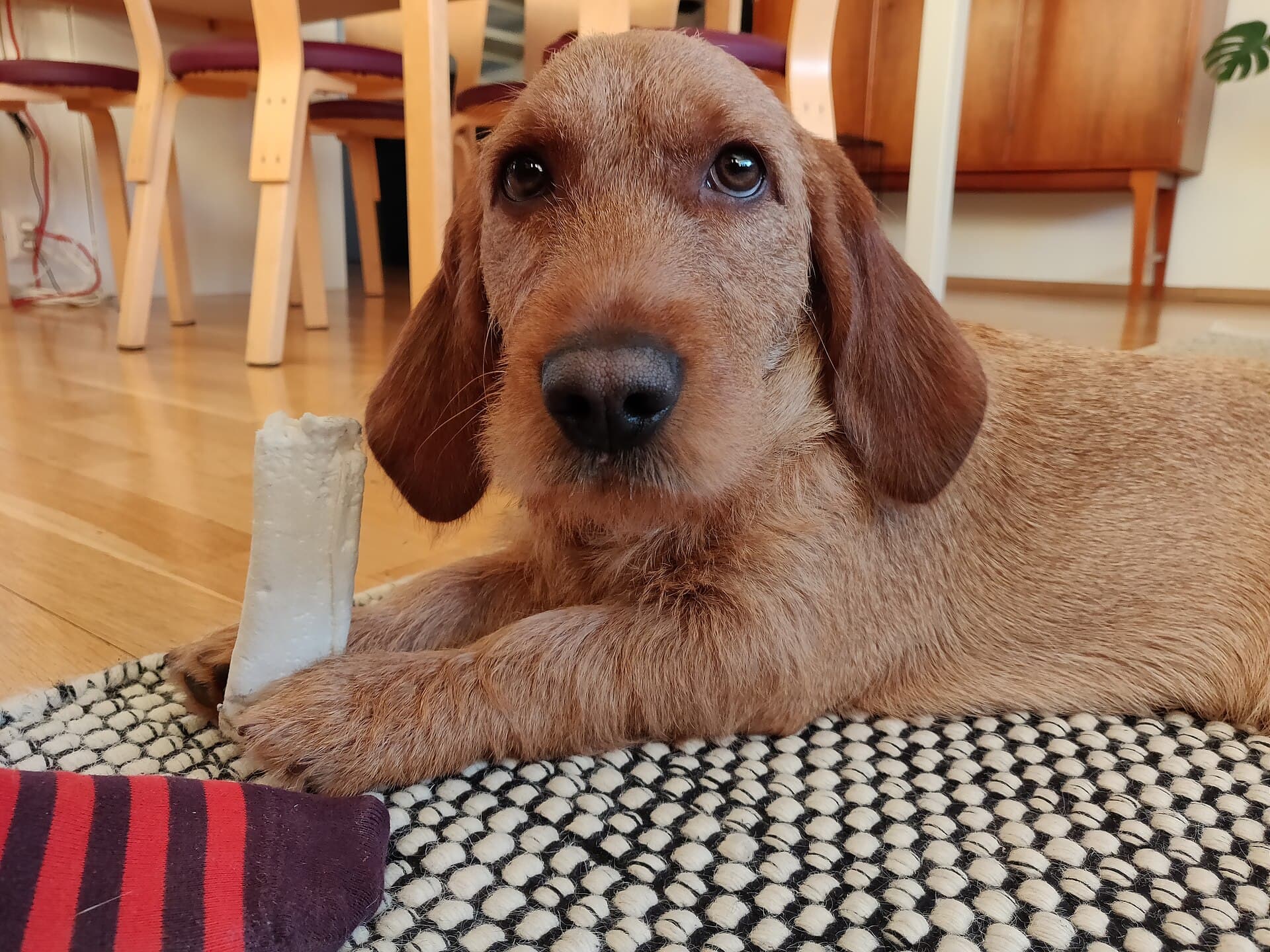 Basset Fauve de Bretagne liegt zuhause mit einem Kauknochen auf dem Teppich.