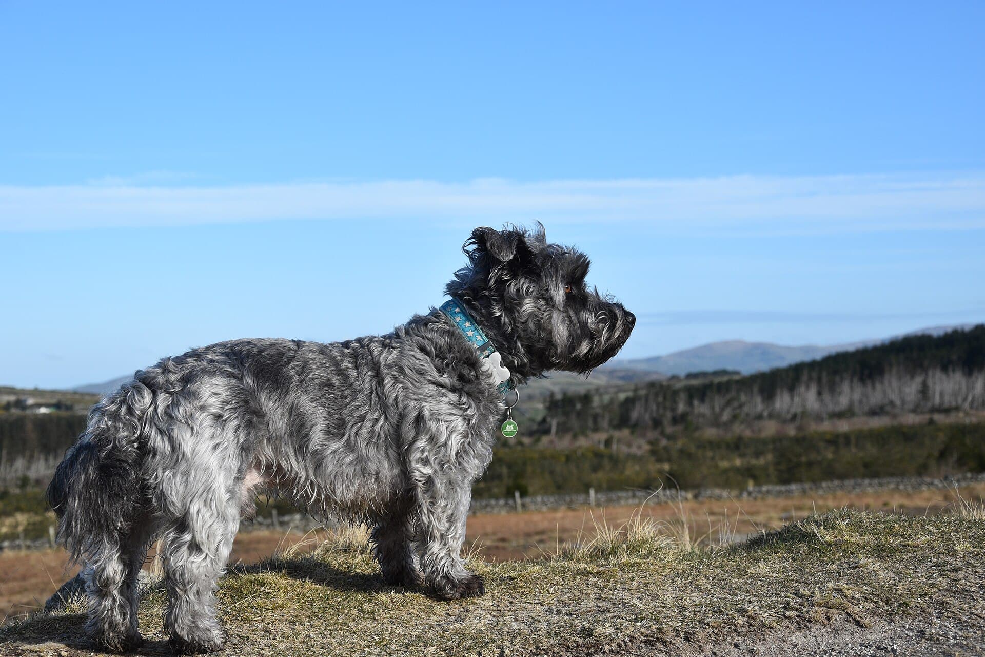 Blaugestromter Glen of Imaal Terrier steht im Profil vor irischer Hügellandschaft.