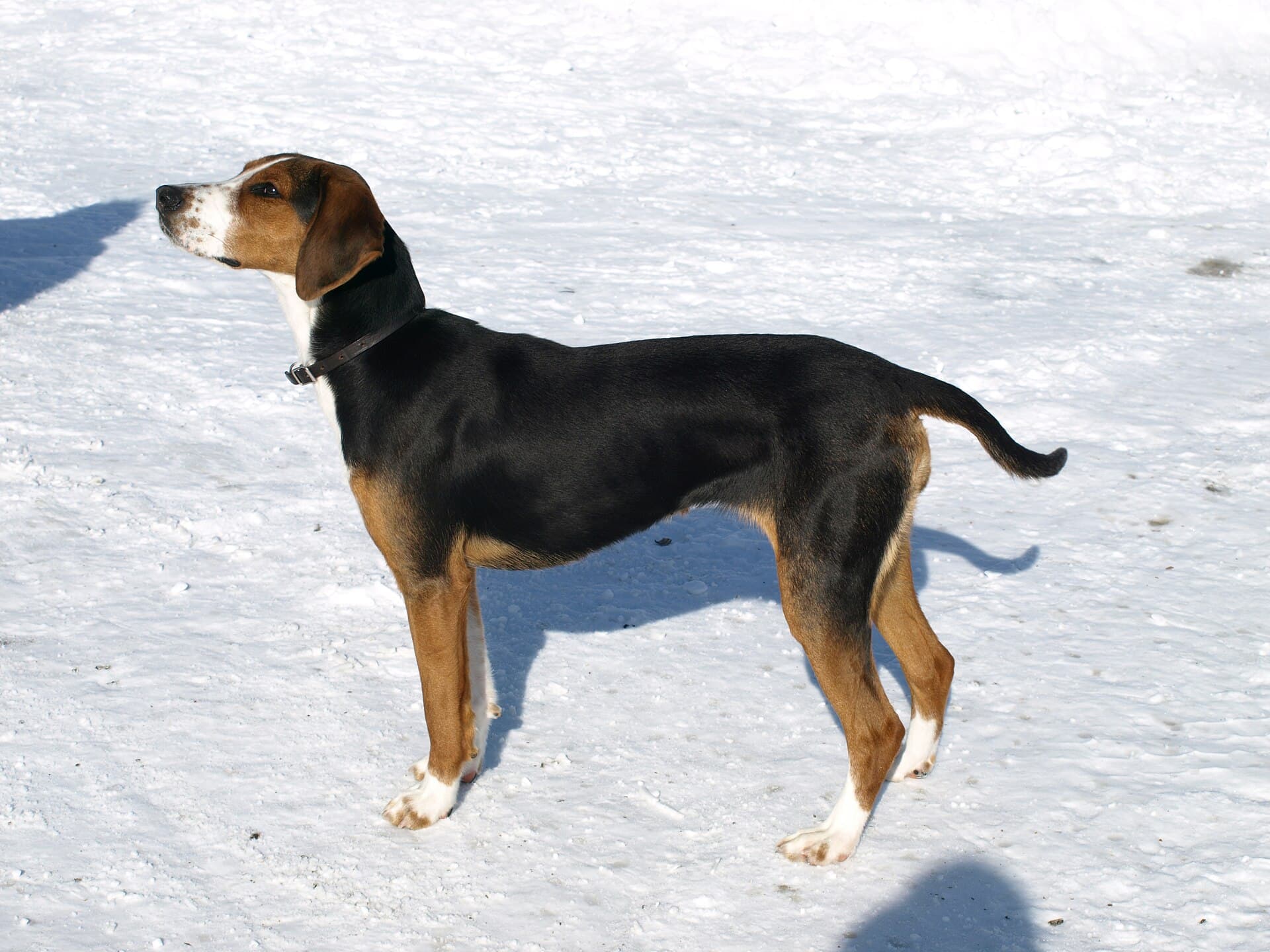 Finnischer Laufhund mit schwarz braun weissem Fell steht aufmerksam im Schnee.