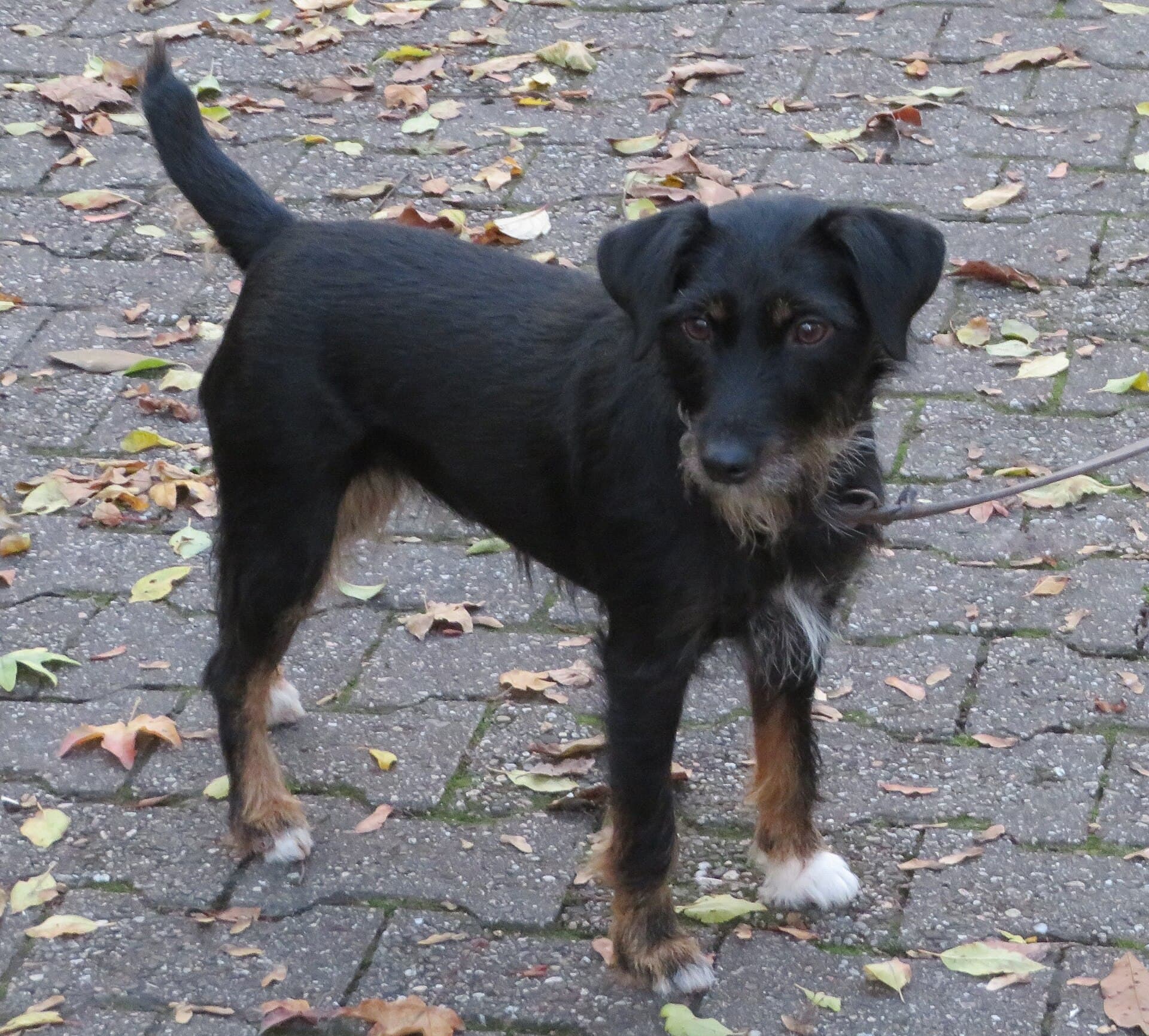 Deutscher Jagdterrier steht aufmerksam auf einem herbstlichen Weg mit Laub.