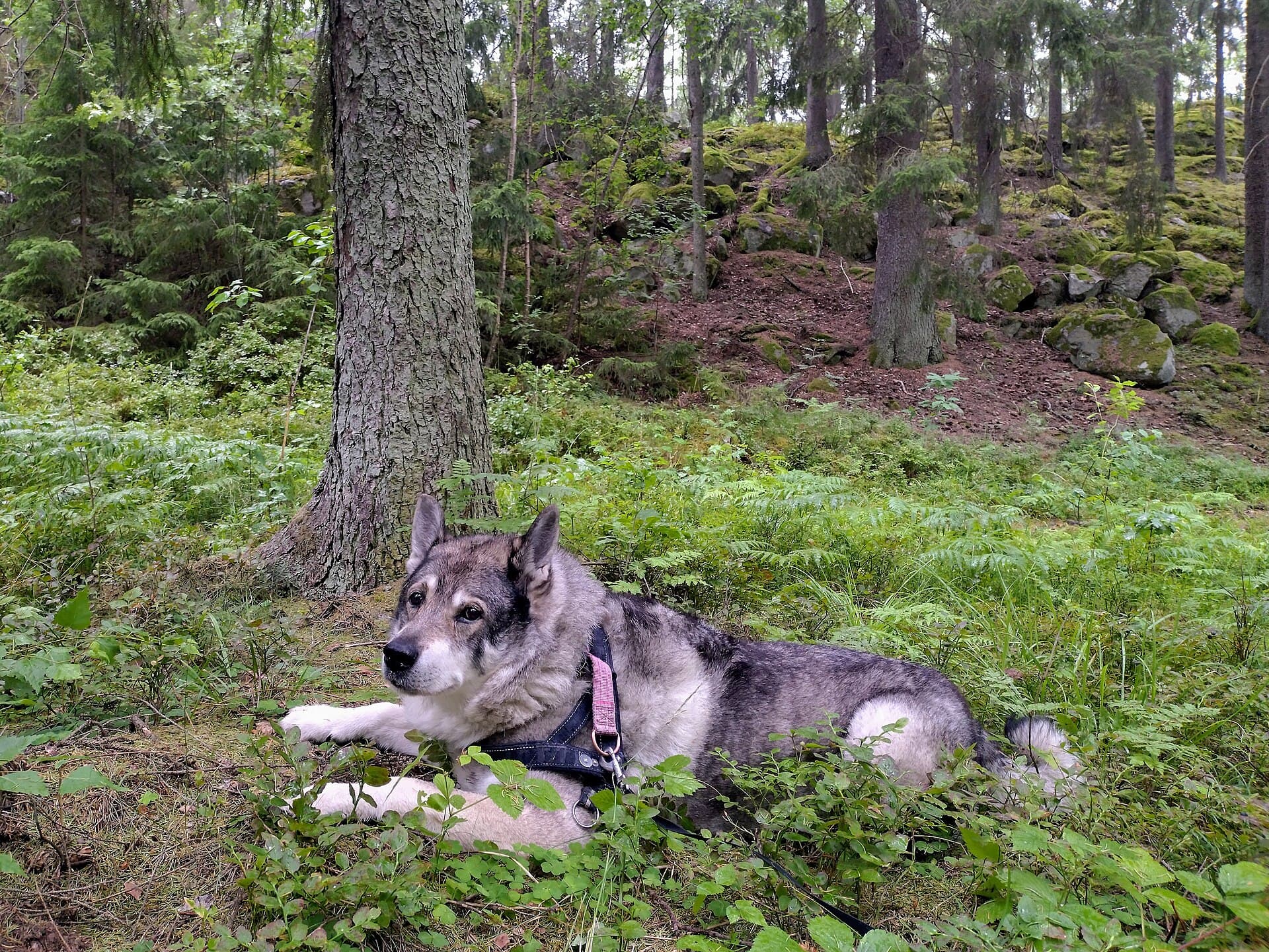 Jämthund mit grauem Wolfsfarben-Fell liegt entspannt im Wald