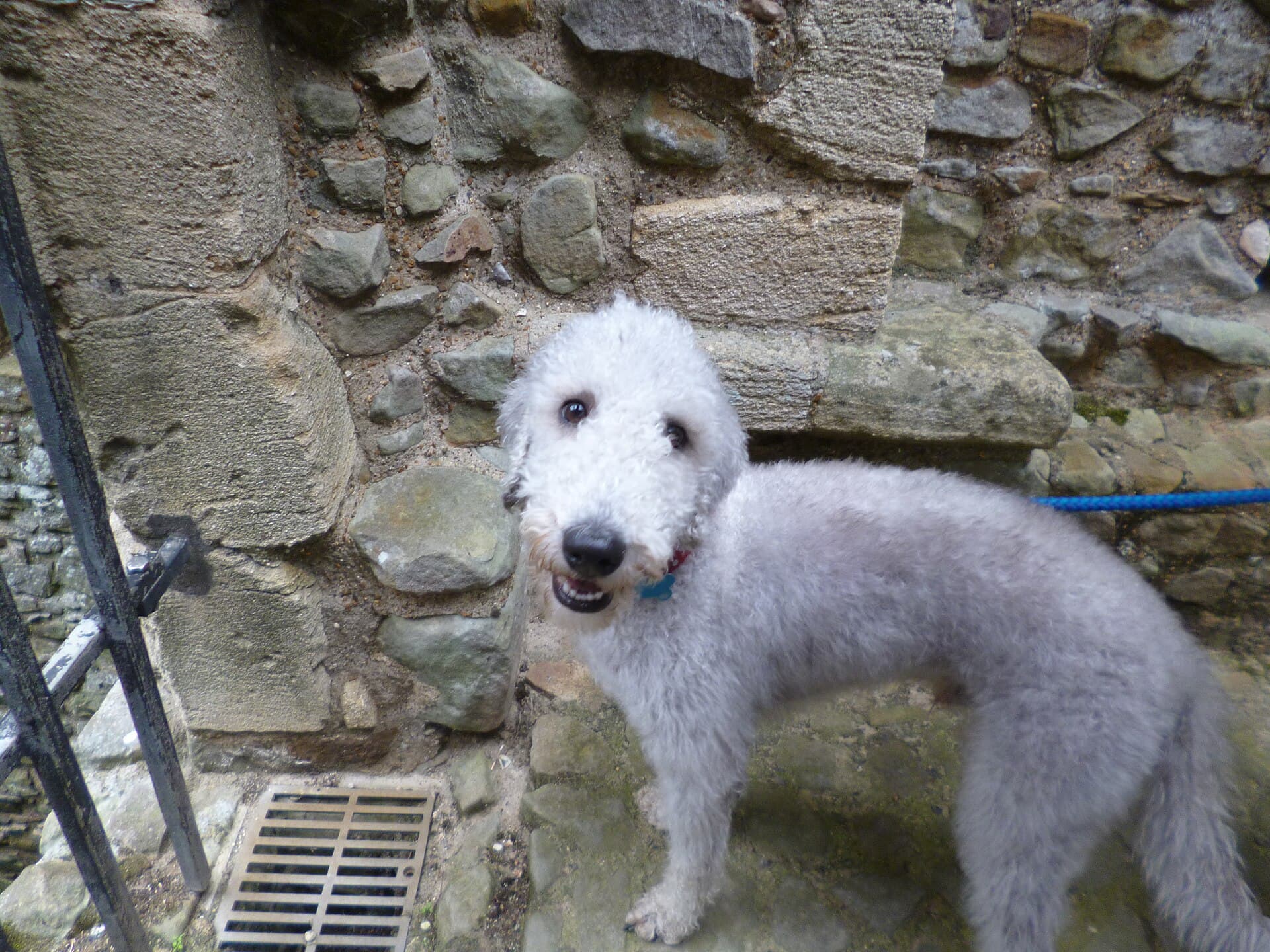 Bedlington Terrier mit lockigem hellgrauem Fell blickt vor einer Steinmauer neugierig in die Kamera.