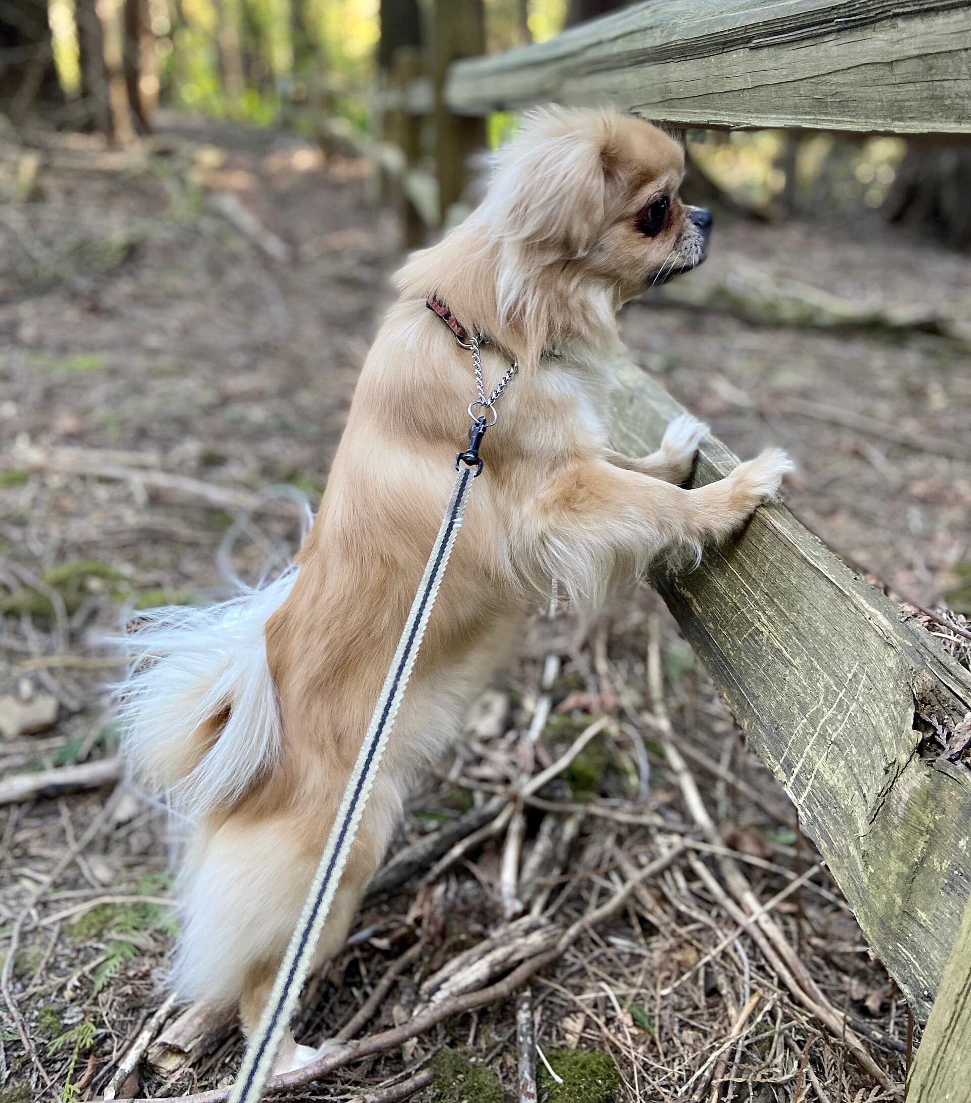 Tibet Spaniel mit cremefarbenem Fell stellt sich neugierig an einem Holzzaun im Wald auf.