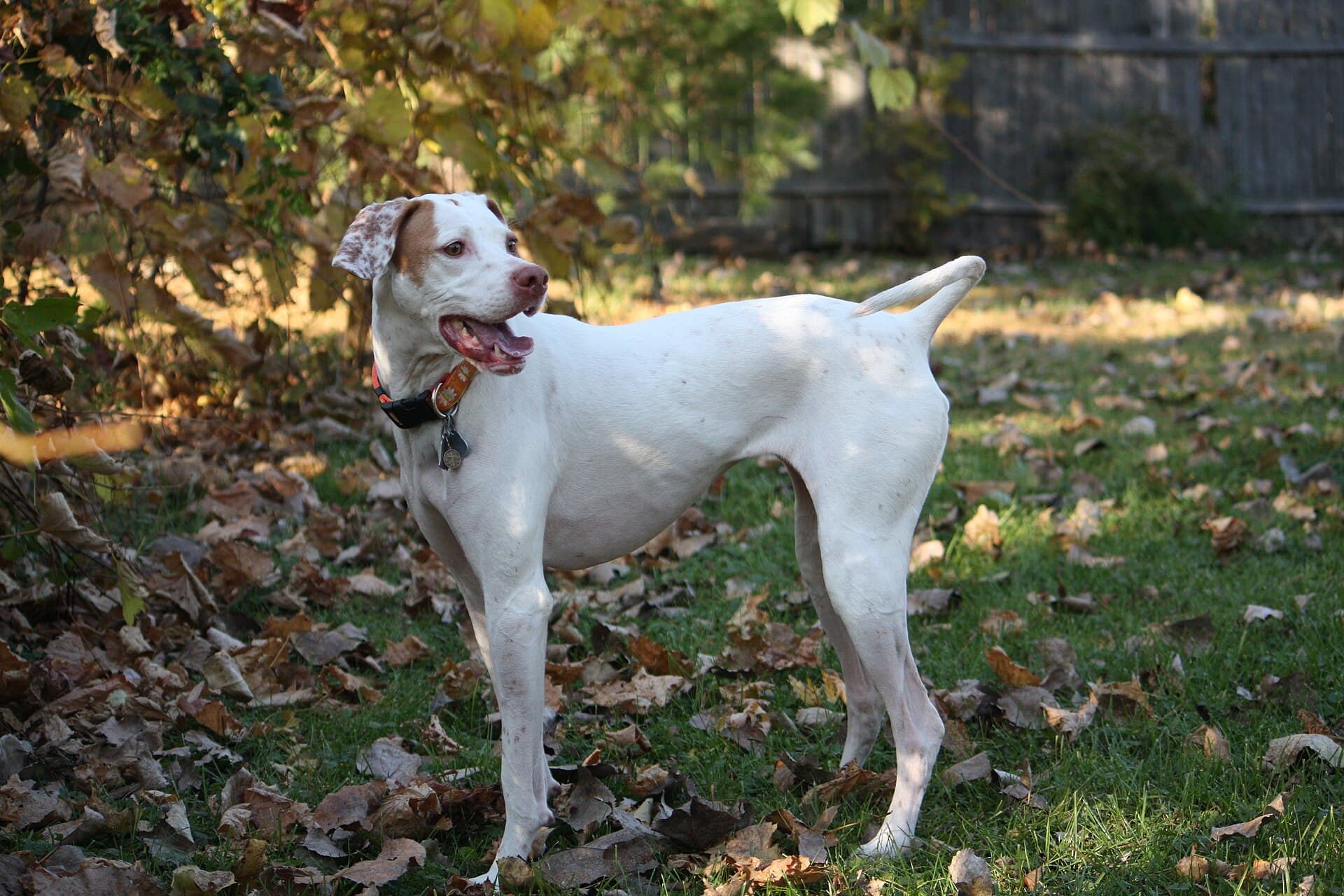 Englischer Pointer steht mit Halsband zwischen Herbstlaub im Garten.