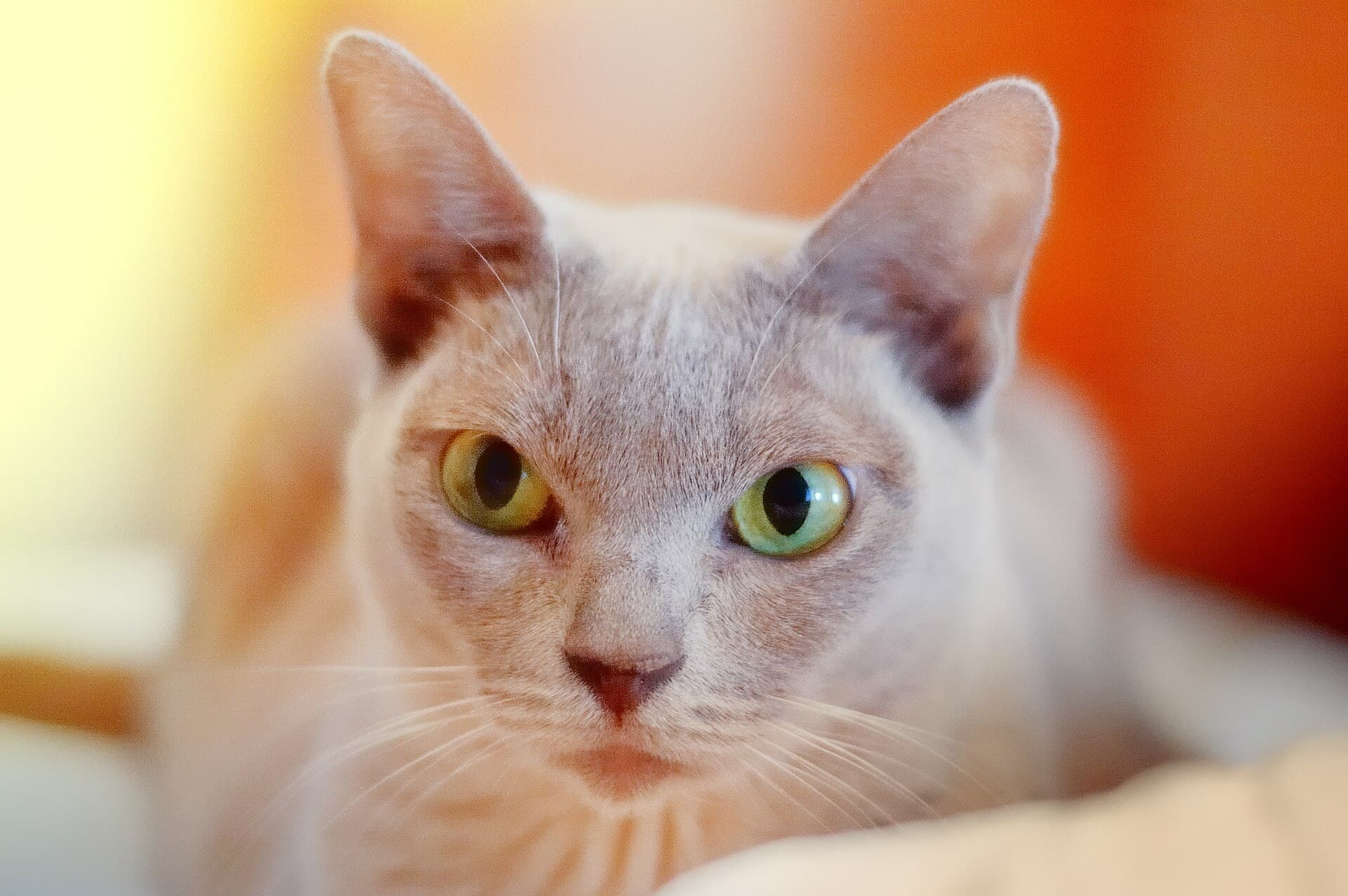 Burma-Katze in Lilac blickt mit gelbgrünen Augen aus nächster Nähe in die Kamera