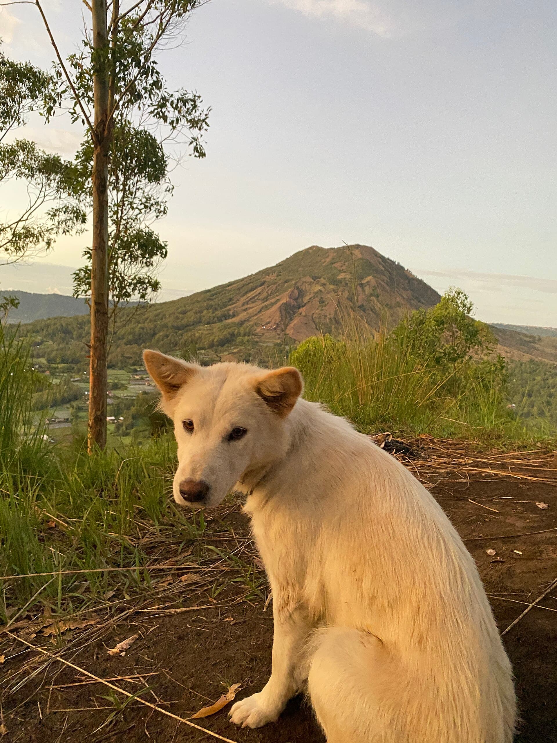 Weißer Kintamani-Bali-Hund sitzt vor einem Vulkanberg auf Bali.