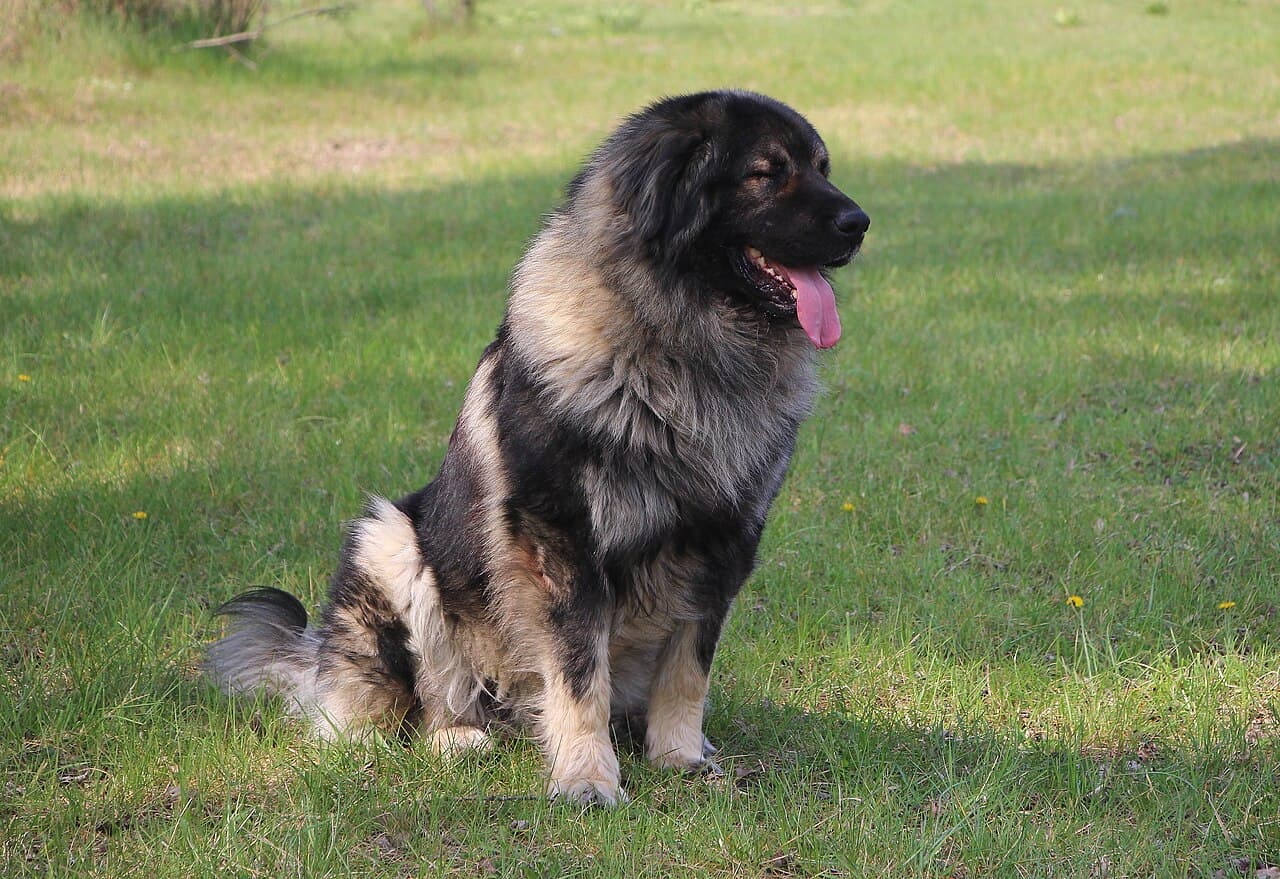 Jugoslawischer Hirtenhund Sarplaninac sitzt aufmerksam im Gras, dichtes graues Fell