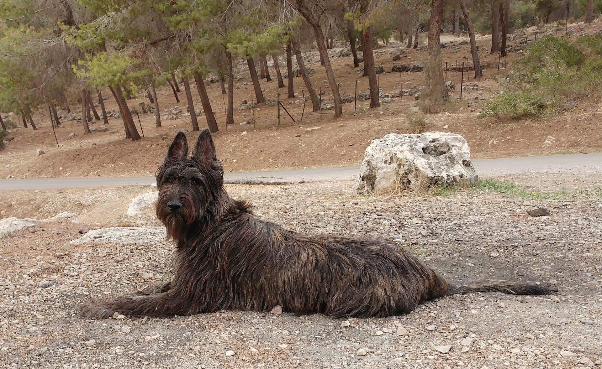 Picardie-Schäferhund mit gestromtem Fell liegt entspannt auf einem Waldweg zwischen Kiefern.