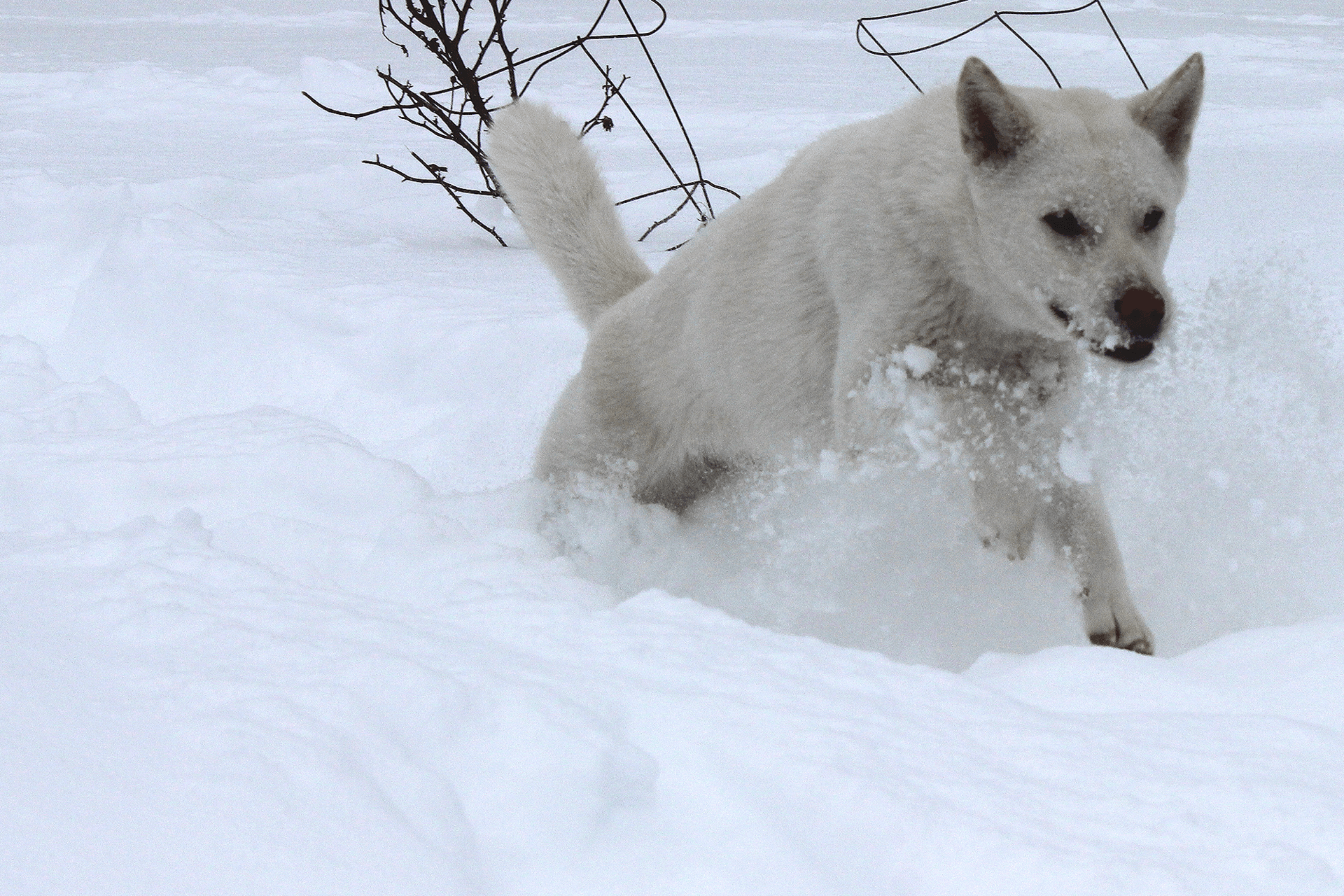 Weißer Kishu springt verspielt durch tiefen Schnee.