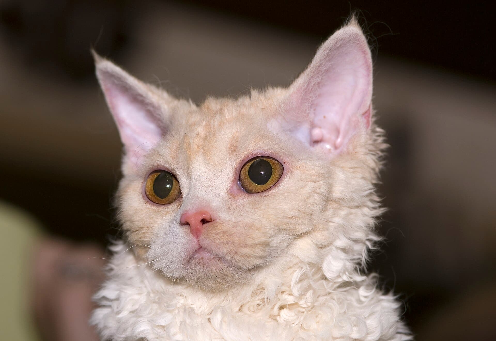Selkirk Rex mit cremefarbenem gelocktem Wollfell und großen bernsteinfarbenen Augen blickt direkt in die Kamera